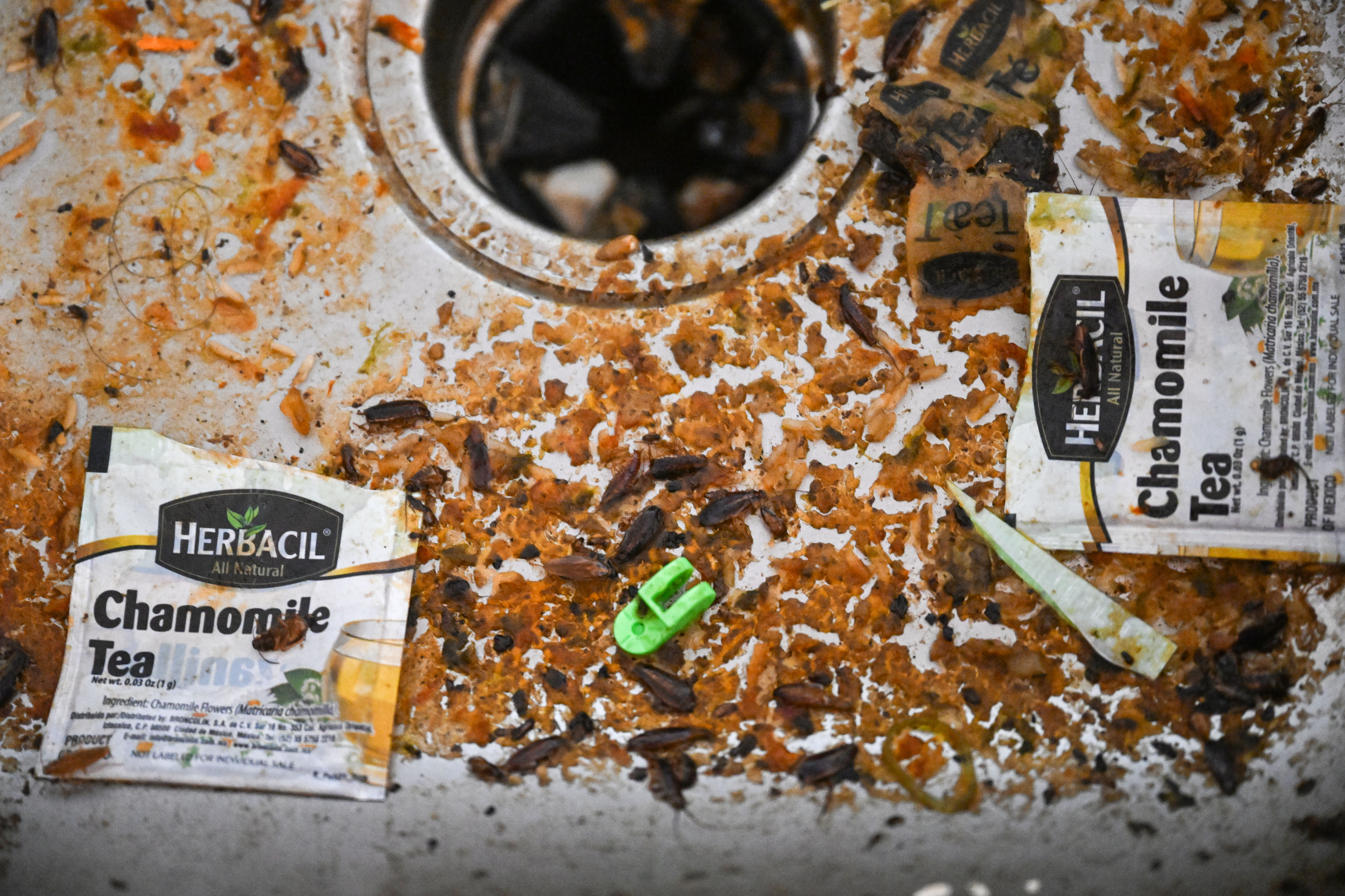 Cockroaches crawl through a dirty kitchen sink in an apartment in the Edge at Lowry Apartment complex in Aurora as Aurora Police Chief Todd Chamberlain announces the closure of The Edge of Lowry Apartment complex in Aurora on Wednesday, Feb. 19, 2025. The move marked the second shutdown of a troubled apartment complex owned and operated by CBZ Management that became the focal point of America's debate on illegal immigration, particularly after the reach of a Venezuelan prison gang into Colorado cities like Aurora and Denver came to light. (Stephen Swofford, Denver Gazette) (StephenSwoffordPhotographerstephen.swofford@gazette.comhttps://secure.gravatar.com/avatar/1ddcaf11c5d70eaa58546ddc4e038687?d=mm&r=g)