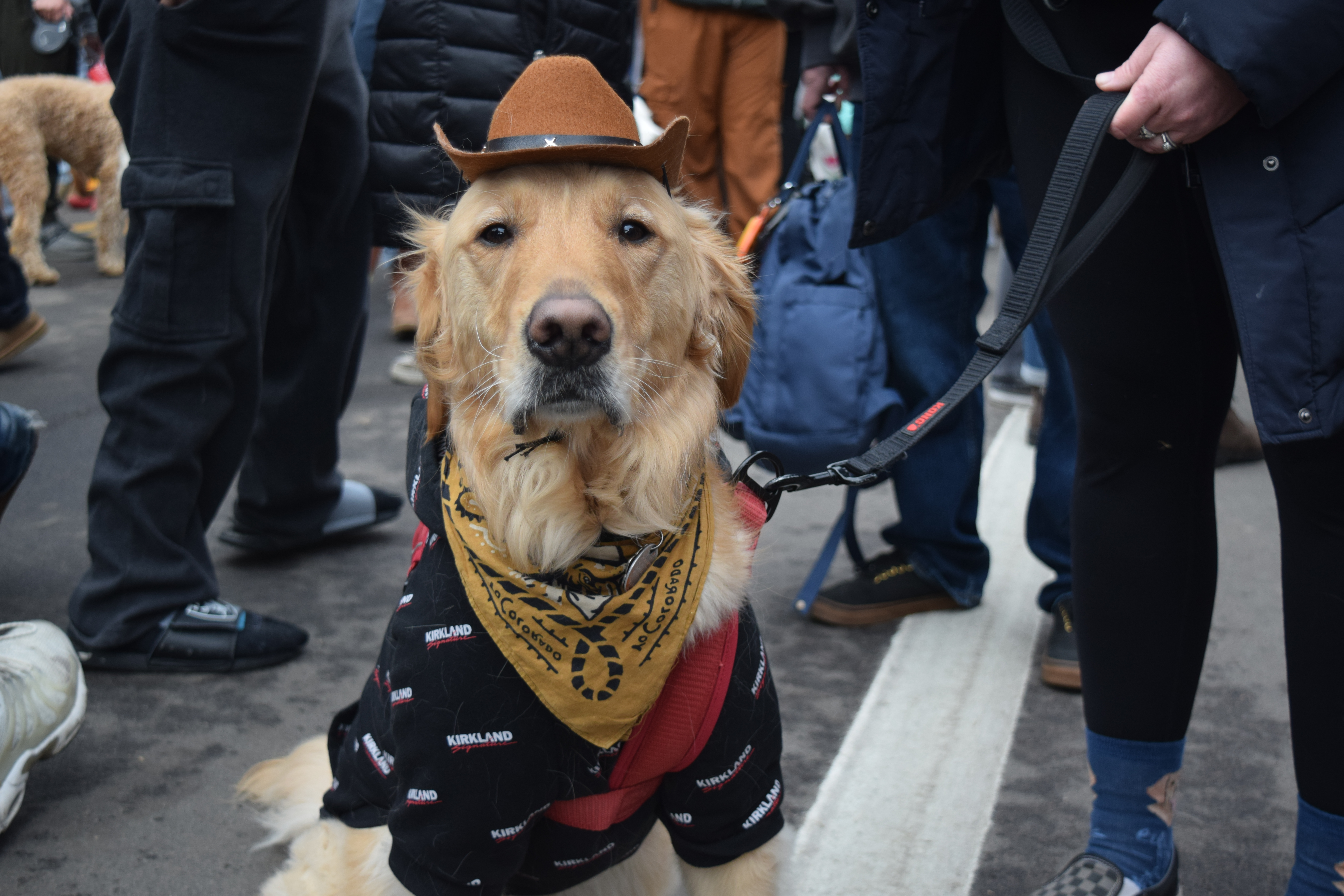 This town is certainly big enough for a few Golden Retrievers, according to cowboy dog Sully at the Goldens in Golden event Saturday. (SageKelleyJefferson County Reportersage.kelley@denvergazette.comhttps://denvergazette.com/content/tncms/avatars/e/5f/457/e5f45740-2717-11ee-85b2-ab80f2d36252.5b966c1d2ce4987987665d57c237eda4.png)