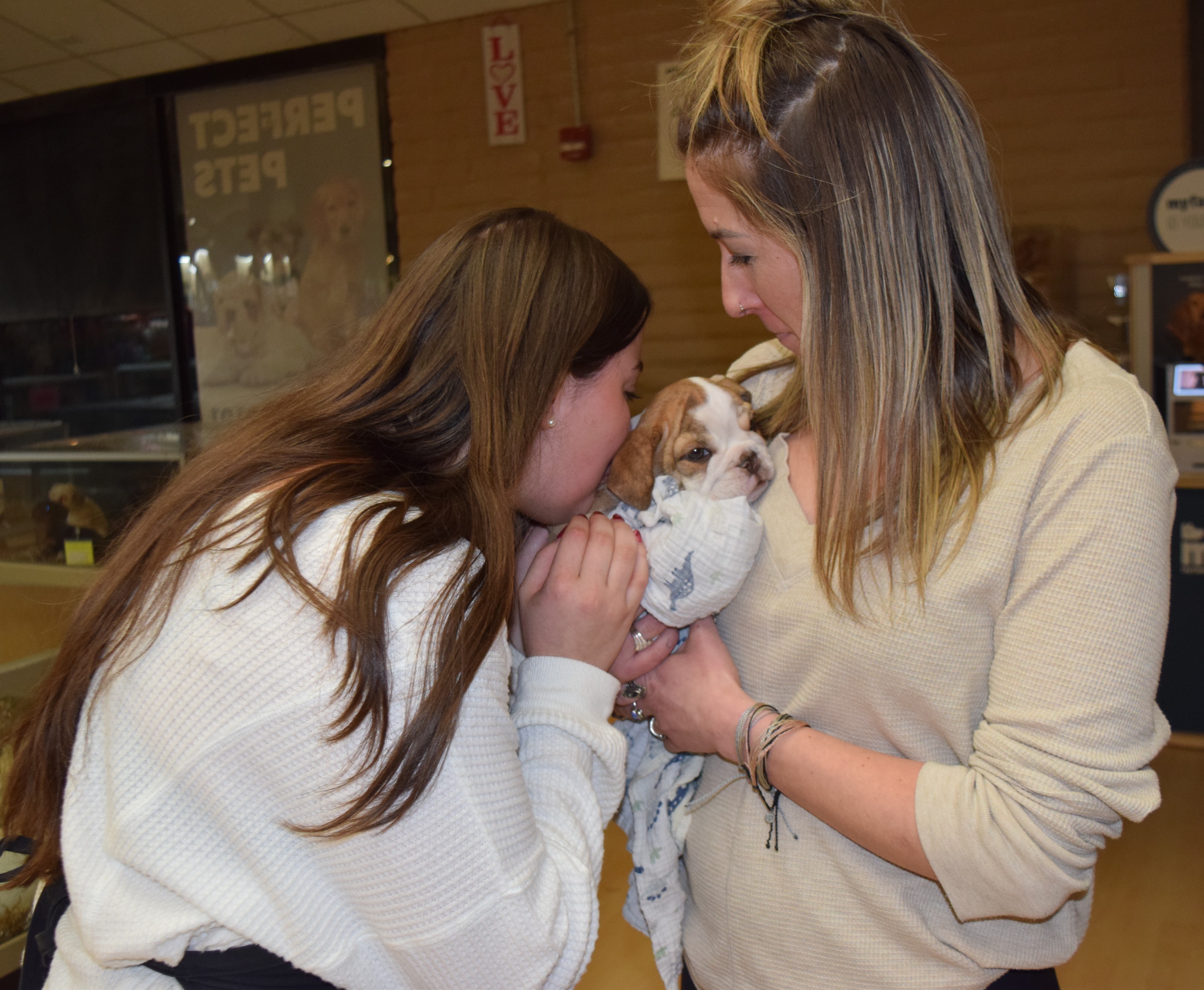 Stolen English Bulldog puppy returned to Centennial pet store