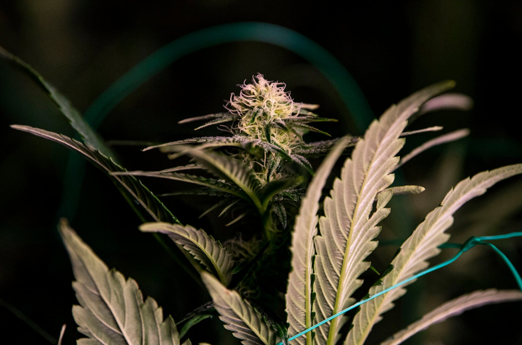 A marijuana plant grows at a medical marijuana dispensary and grow operation in Colorado Springs. (gazette file)