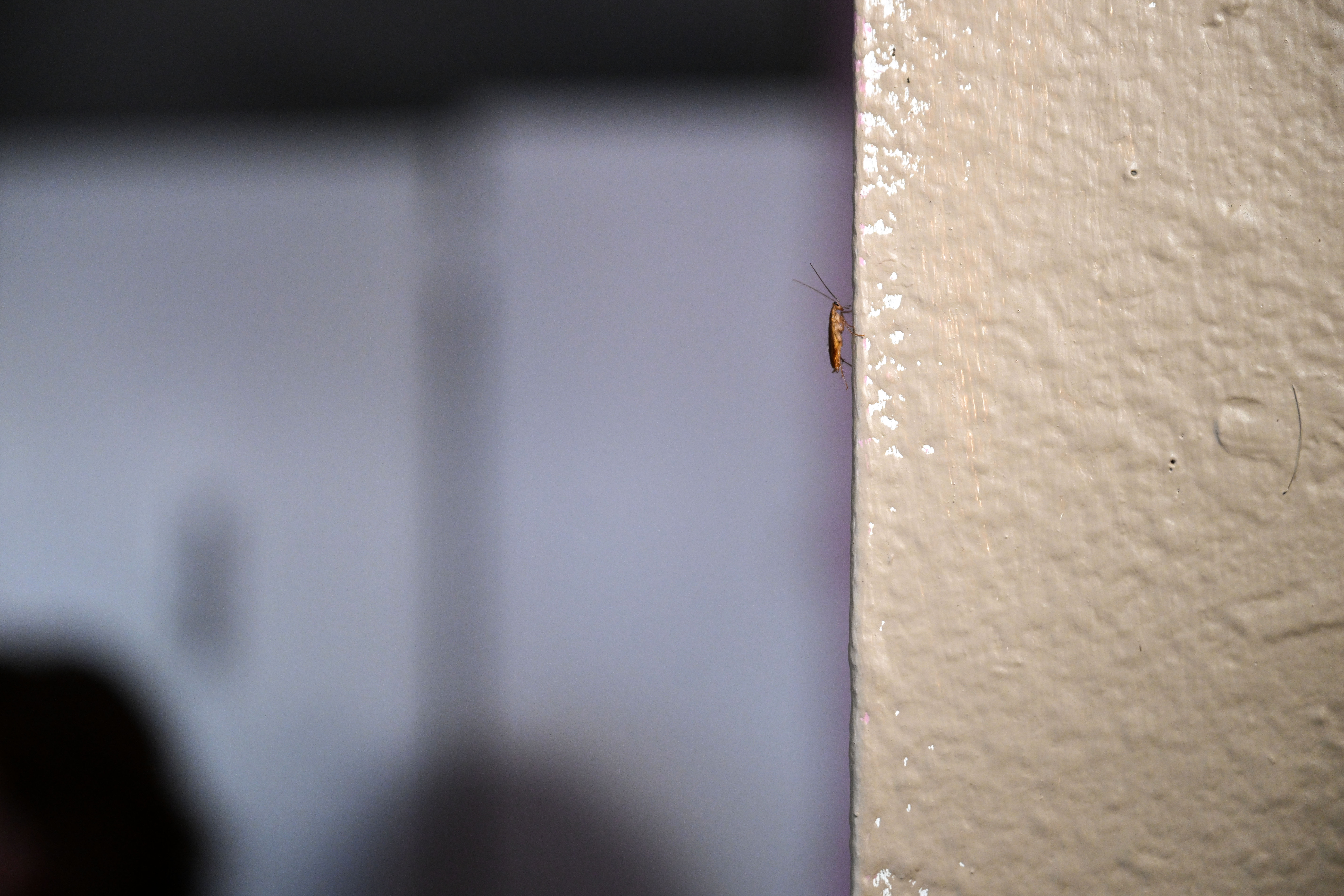 Cockroaches crawl along the walls in the Edge at Lowry Apartment complex in Aurora as Aurora Police Chief Todd Chamberlain announces the closure of The Edge of Lowry Apartment complex in Aurora on Wednesday, Feb. 19, 2025. The move marked the second shutdown of a troubled apartment complex owned and operated by CBZ Management that became the focal point of America's debate on illegal immigration, particularly after the reach of a Venezuelan prison gang into Colorado cities like Aurora and Denver came to light. (Stephen Swofford, Denver Gazette) (StephenSwoffordPhotographerstephen.swofford@gazette.comhttps://secure.gravatar.com/avatar/1ddcaf11c5d70eaa58546ddc4e038687?d=mm&r=g)