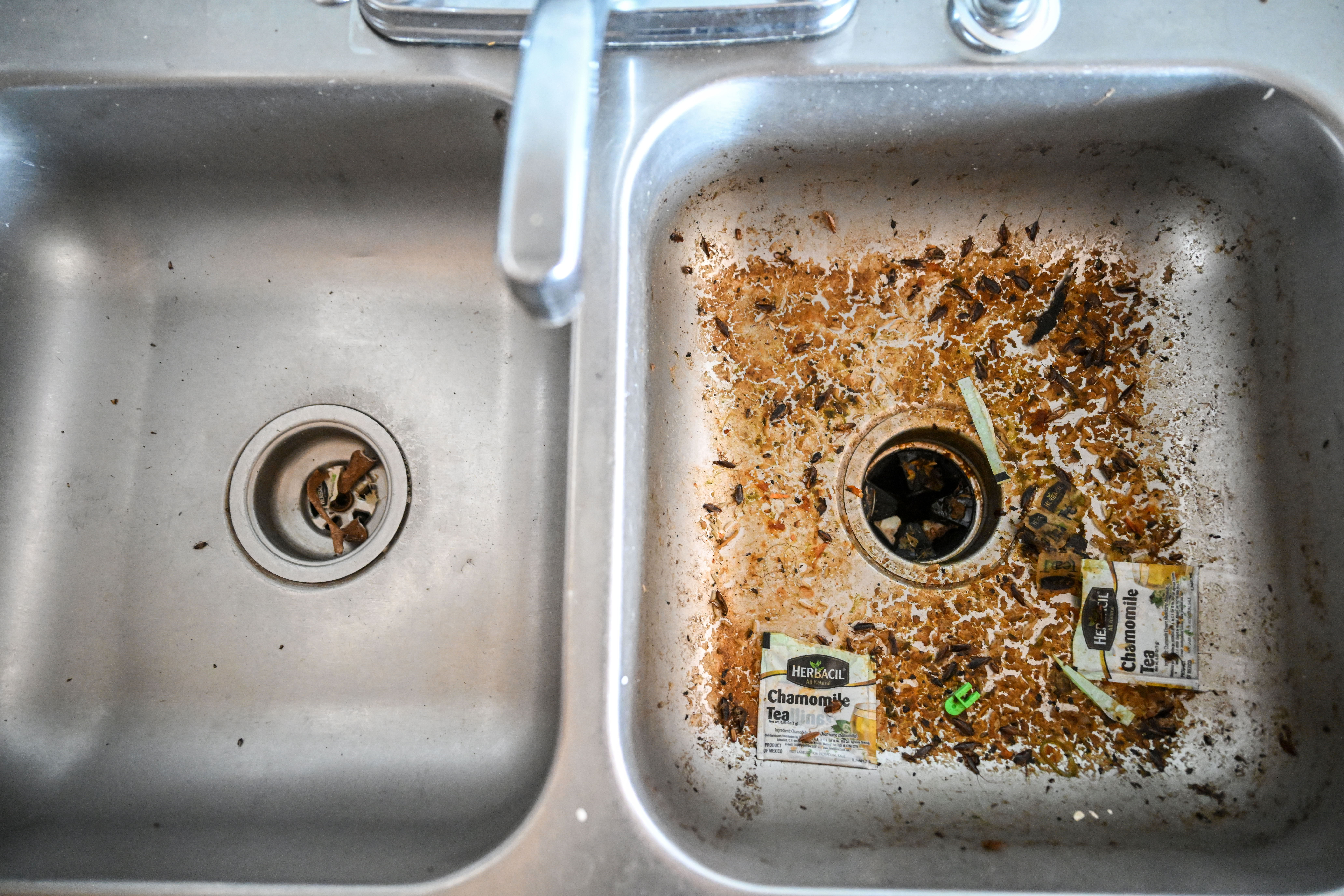 Cockroaches crawl through a dirty kitchen sink in an apartment in the Edge at Lowry Apartment complex in Aurora as Aurora Police Chief Todd Chamberlain announces the closure of The Edge of Lowry Apartment complex in Aurora on Wednesday, Feb. 19, 2025. The move marked the second shutdown of a troubled apartment complex owned and operated by CBZ Management that became the focal point of America's debate on illegal immigration, particularly after the reach of a Venezuelan prison gang into Colorado cities like Aurora and Denver came to light. (Stephen Swofford, Denver Gazette) (StephenSwoffordPhotographerstephen.swofford@gazette.comhttps://secure.gravatar.com/avatar/1ddcaf11c5d70eaa58546ddc4e038687?d=mm&r=g)