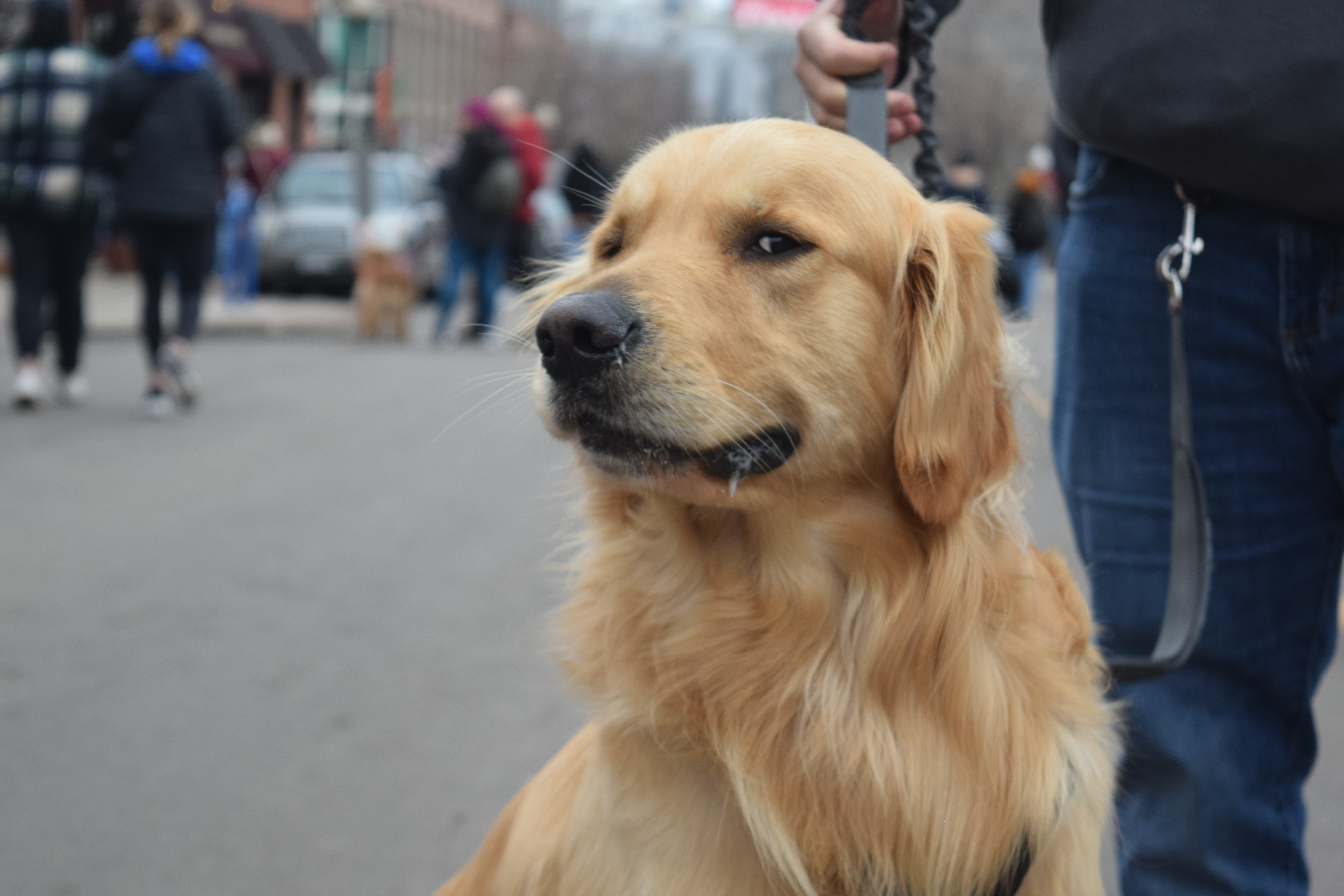 A barking success: Goldens in Golden brings in hundreds of dogs