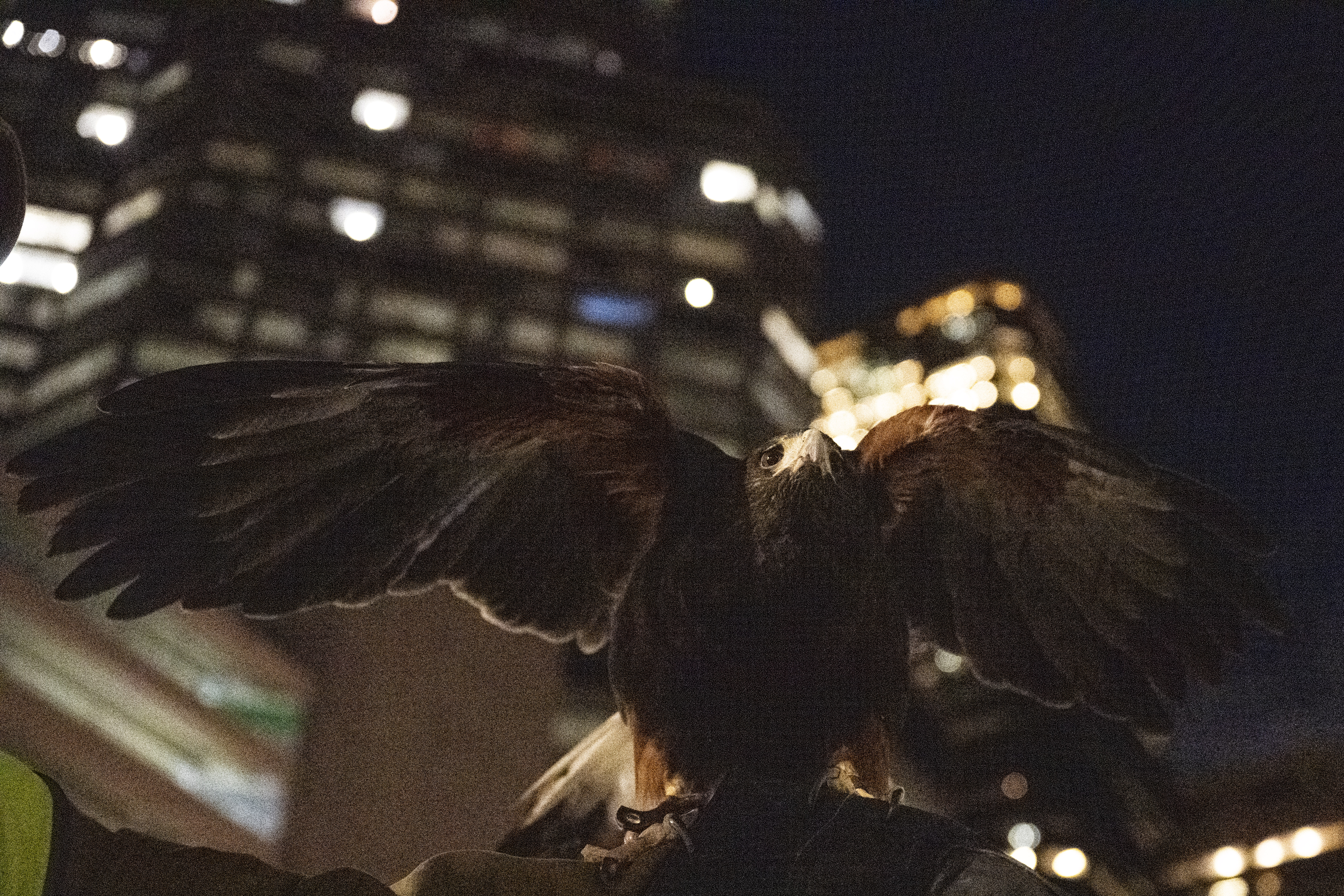 Juneau, a Harris's Hawk, looks for crows outside the Byron White Federal courthouse on Stout and 18th Streets as falconers from Wings Over Colorado use birds of prey to scare away crows on Wednesday, Jan. 29, 2025. (Stephen Swofford, Denver Gazette) (StephenSwoffordPhotographerstephen.swofford@gazette.comhttps://secure.gravatar.com/avatar/1ddcaf11c5d70eaa58546ddc4e038687?d=mm&r=g)