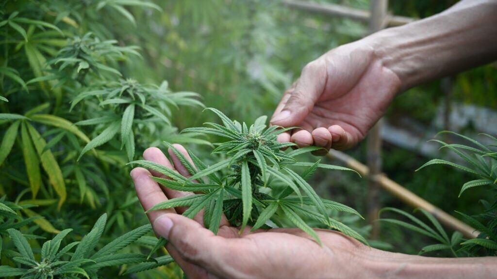 marijuana (copy) (copy) (getty images)