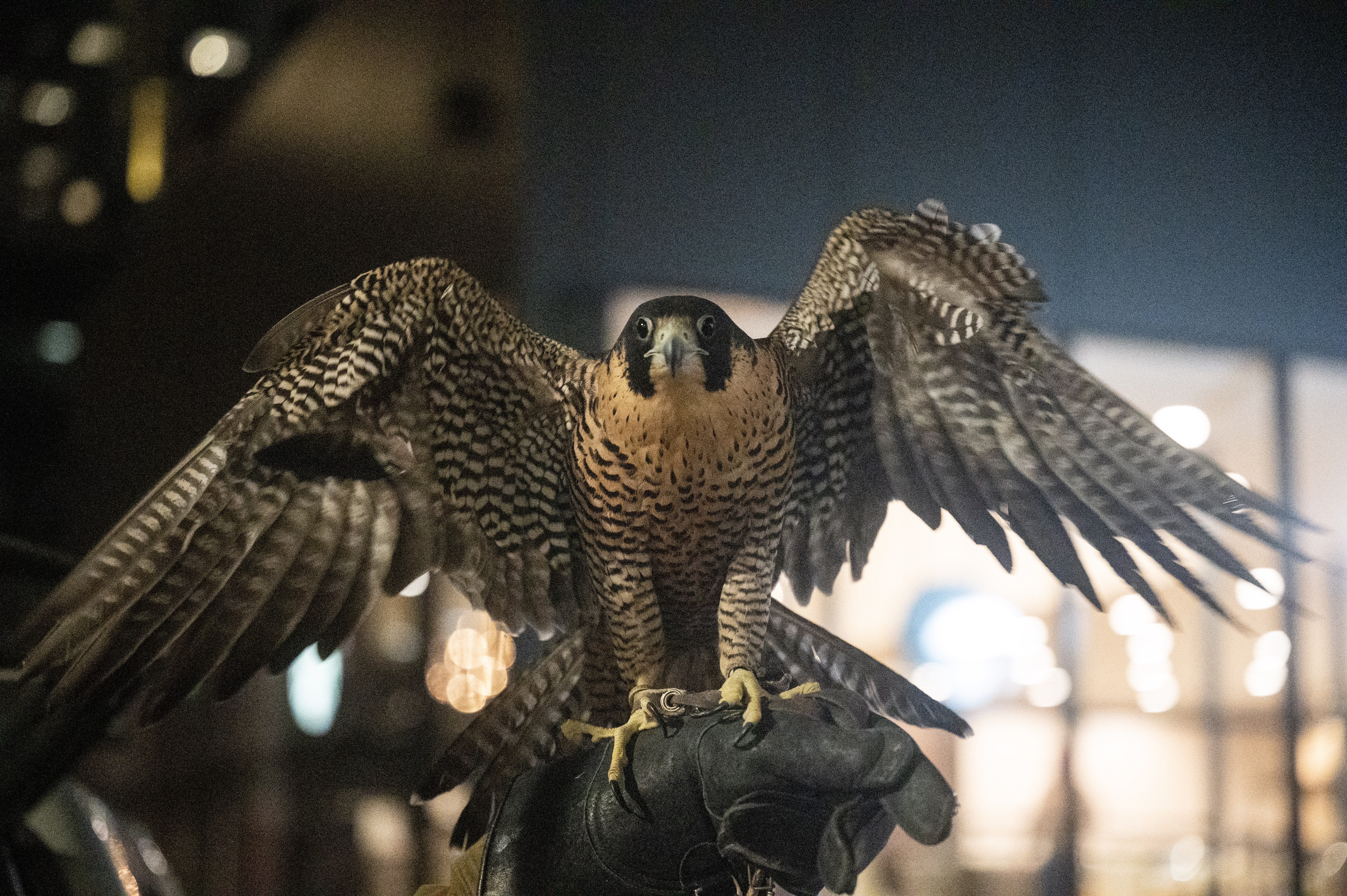 Cheyenne, a Peregrine Falcon, stretches her wings as she’s brought out of the car in downtown Denver on Wednesday, Jan. 29, 2025. Falconers from Wings Over Colorado are using birds of prey to scare away crows causing a nuisance throughout downtown. (Stephen Swofford, Denver Gazette) (StephenSwoffordPhotographerstephen.swofford@gazette.comhttps://secure.gravatar.com/avatar/1ddcaf11c5d70eaa58546ddc4e038687?d=mm&r=g)