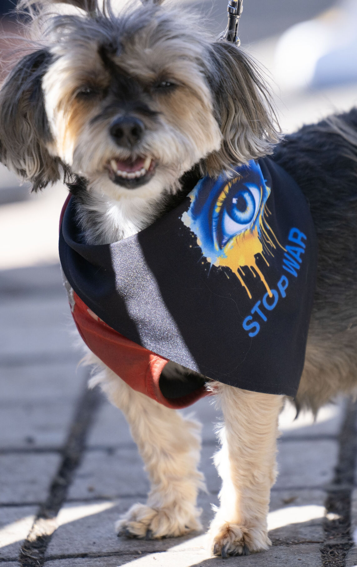 A little dog wears a bandana in support of Ukraine during a Stand for Ukraine rally on steps of the Colorado State Capitol Sunday, Feb. 23, 2025, in Denver. The rally on the eve of the third anniversary of Russia's attack on Ukraine was organized by Ukrainians of Colorado. (The Gazette, Christian Murdock) (Christian Murdock, The Gazette)