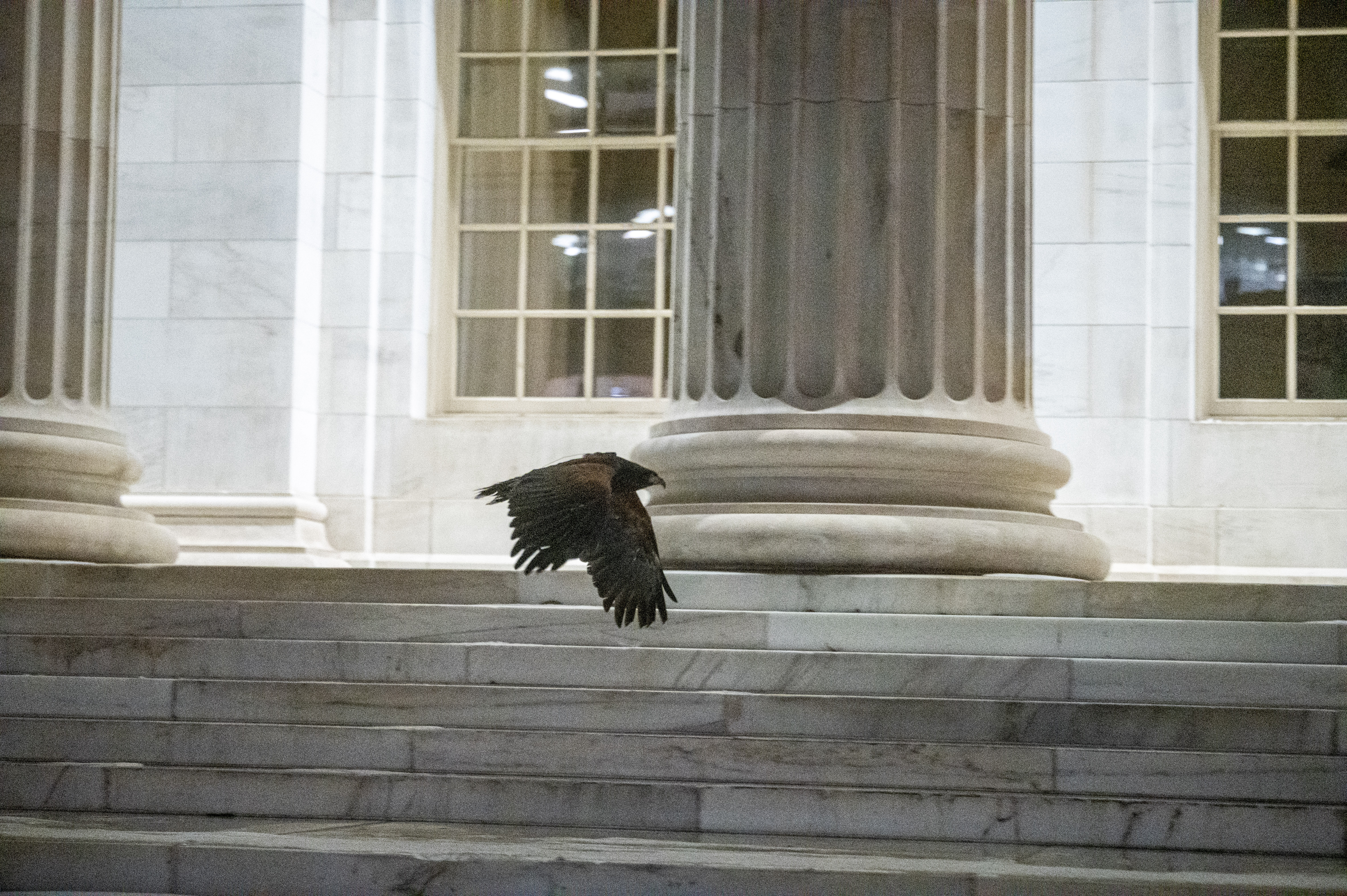 Juneau, a Harris's Hawk, looks for crows outside the Byron White Federal courthouse on Stout and 18th Streetsas falconers from Wings Over Colorado use birds of prey to scare away crows on Wednesday, Jan. 29, 2025. (Stephen Swofford, Denver Gazette) (StephenSwoffordPhotographerstephen.swofford@gazette.comhttps://secure.gravatar.com/avatar/1ddcaf11c5d70eaa58546ddc4e038687?d=mm&r=g)