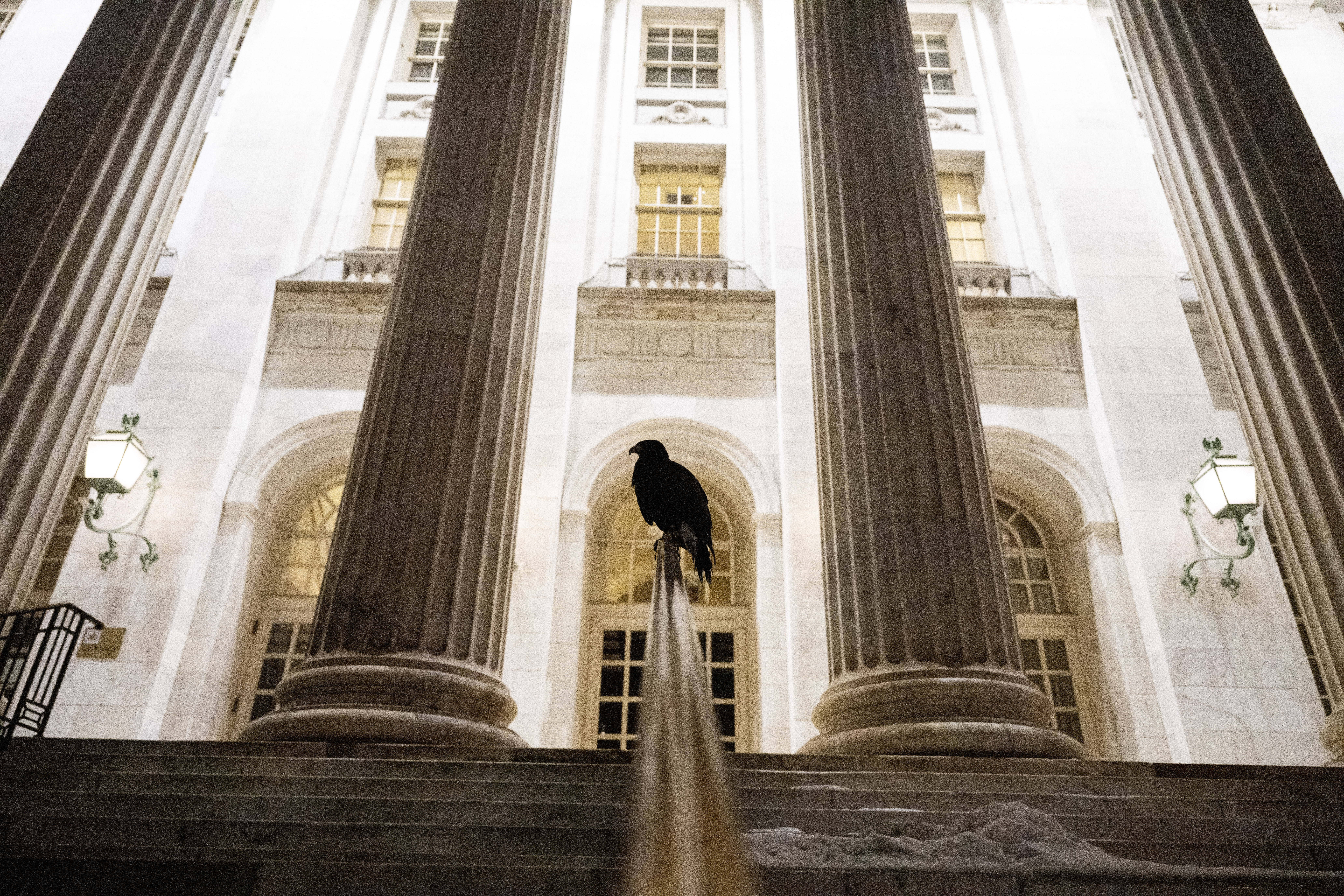 Juneau, a Harris's Hawk, looks for crows outside the Byron White Federal courthouse on Stout and 18th Streets as falconers from Wings Over Colorado use birds of prey to scare away crows on Wednesday, Jan. 29, 2025. (Stephen Swofford, Denver Gazette) (StephenSwoffordPhotographerstephen.swofford@gazette.comhttps://secure.gravatar.com/avatar/1ddcaf11c5d70eaa58546ddc4e038687?d=mm&r=g)