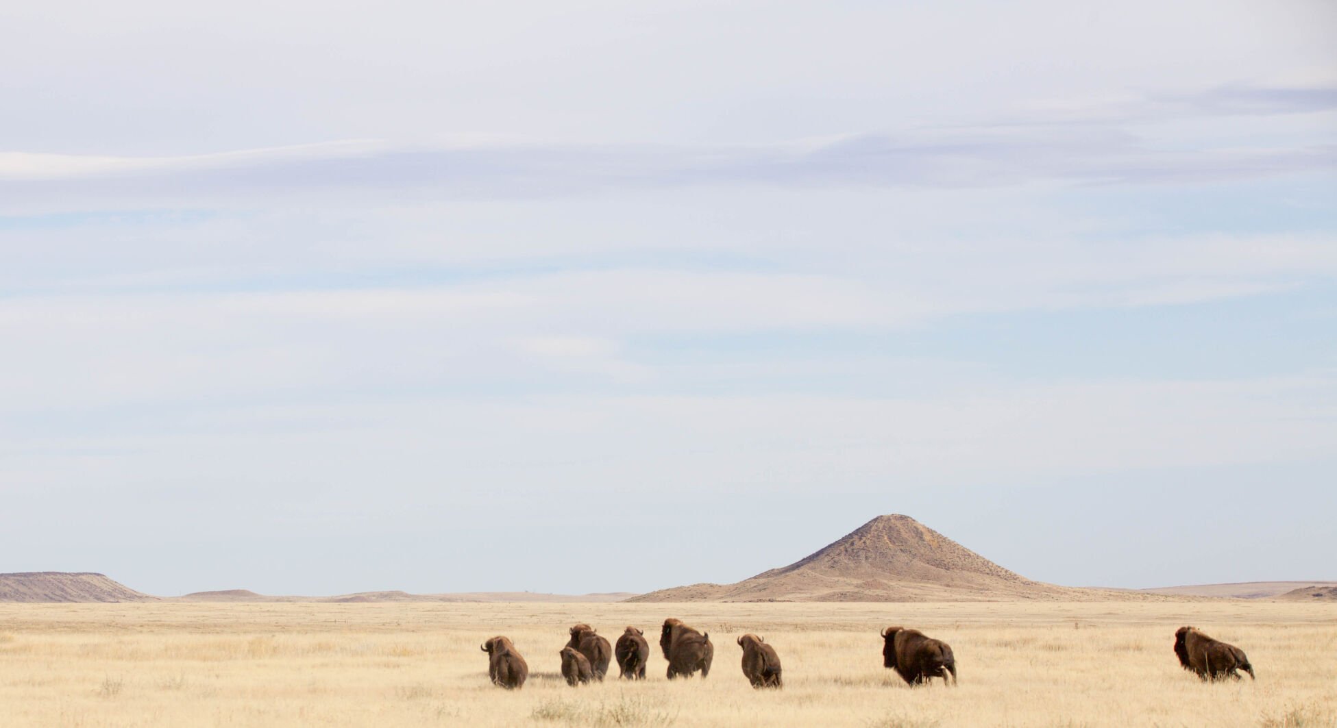 Bison were released 10 years ago at Soapstone Prairie Natural Area far north of Fort Collins. Photo courtesy City of Fort Collins (Photo courtesy City of Fort Collins)