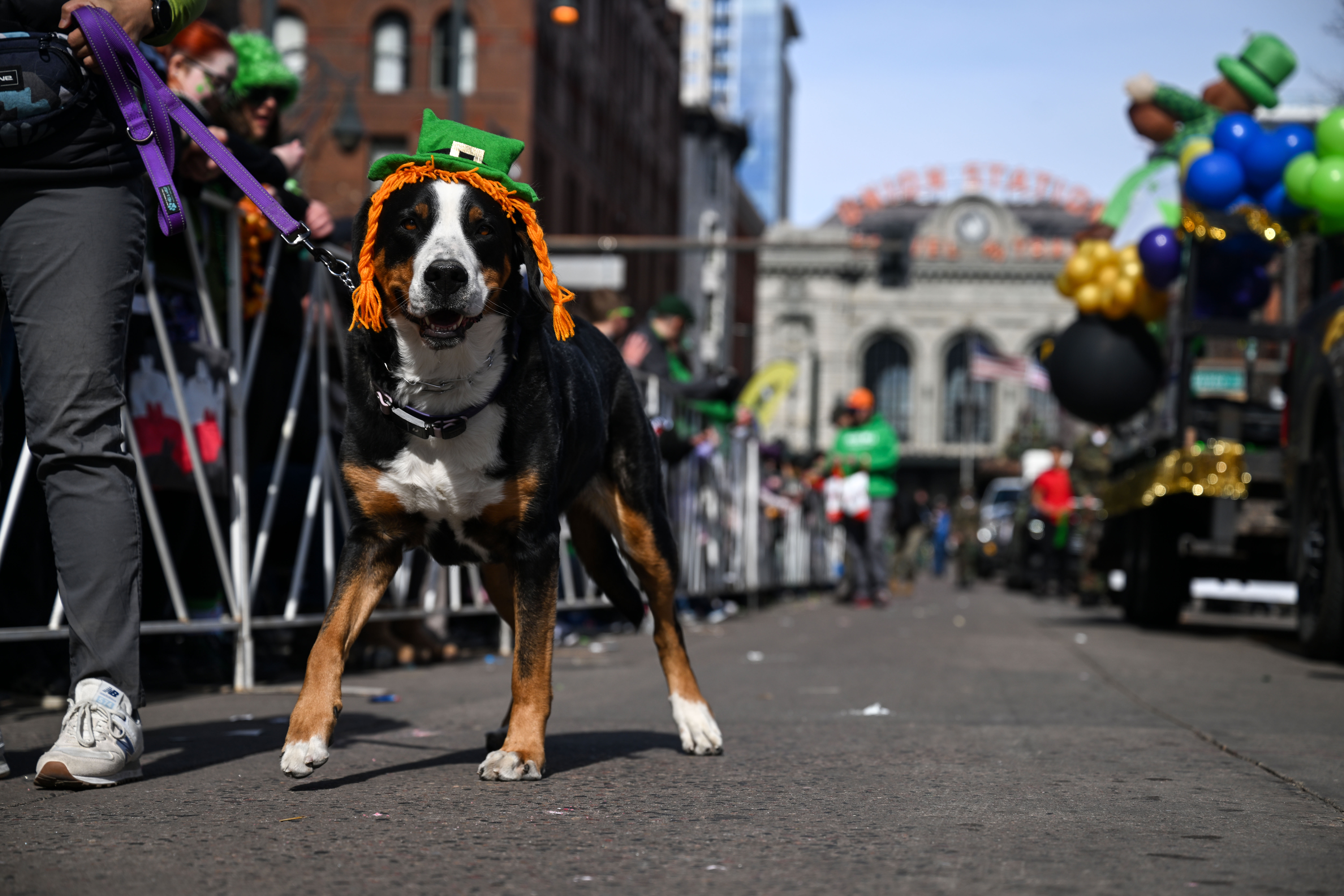 Scenes from the St. Patrick’s Day Parade in Denver on Saturday, March 15, 2025 (Stephen Swofford, Denver Gazette) (Stephen Swofford/ Denver Gazette)