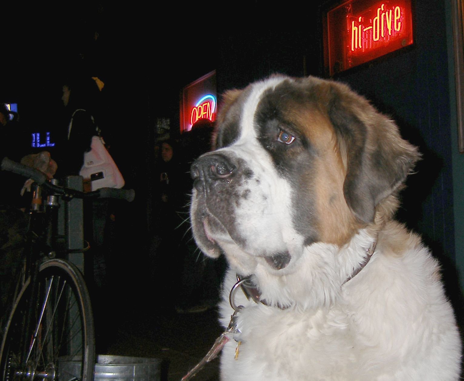 Tyler Campo's dog, Stella, outside the hi-dive in 2012. (JOHN MOORE/DENVER GAZETTE)