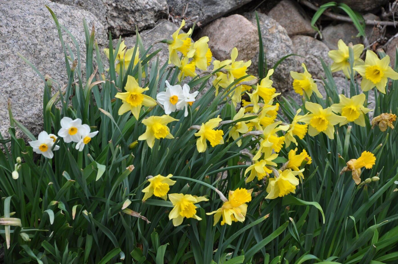 Year-round gardening: It’s time to start working in the garden