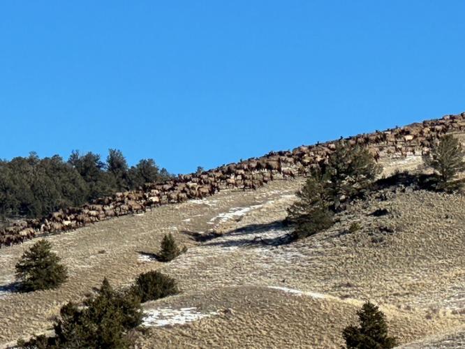 Kenosha Peak elk herd on slope of Eagle Rock Ranch