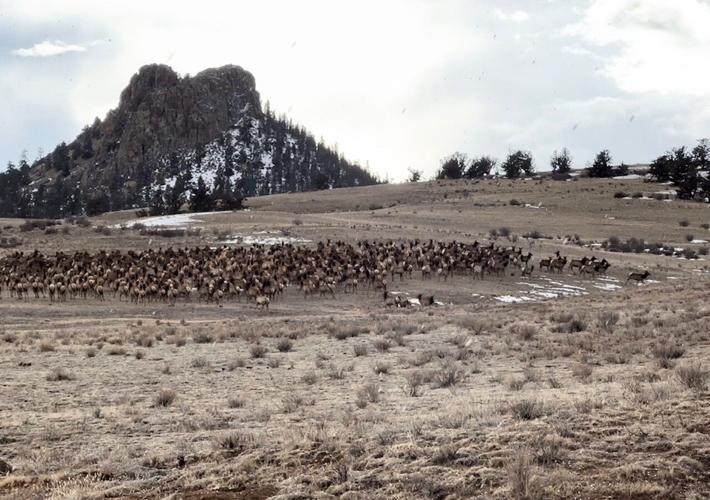 Elk herd near Eagle Rock in South Park, Colo