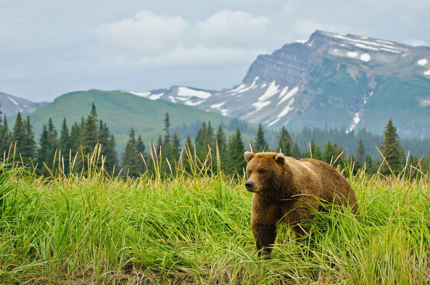 Brown bear