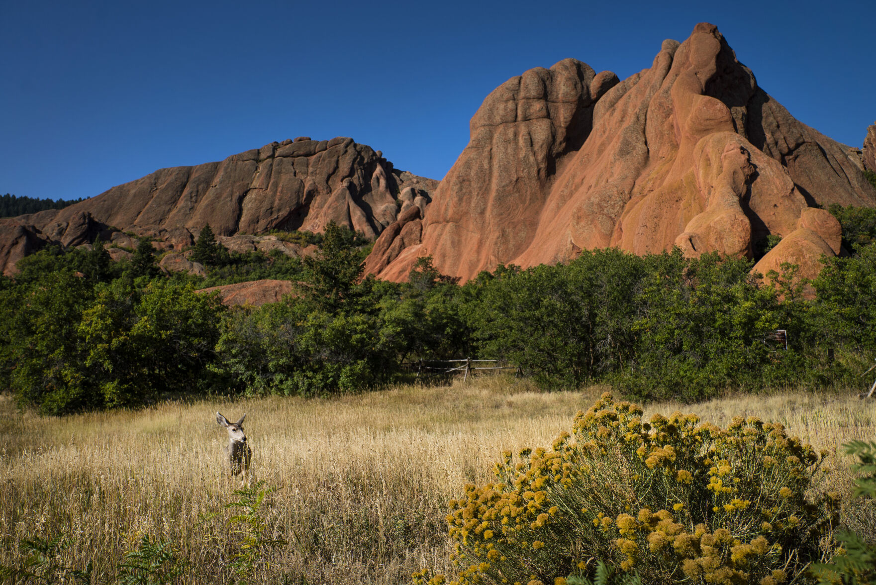 A deer munches on grasses in front of a large rock feature at Roxborough State Park in Littleton. Gazette file (photos by Katie Klann/The Gazette)