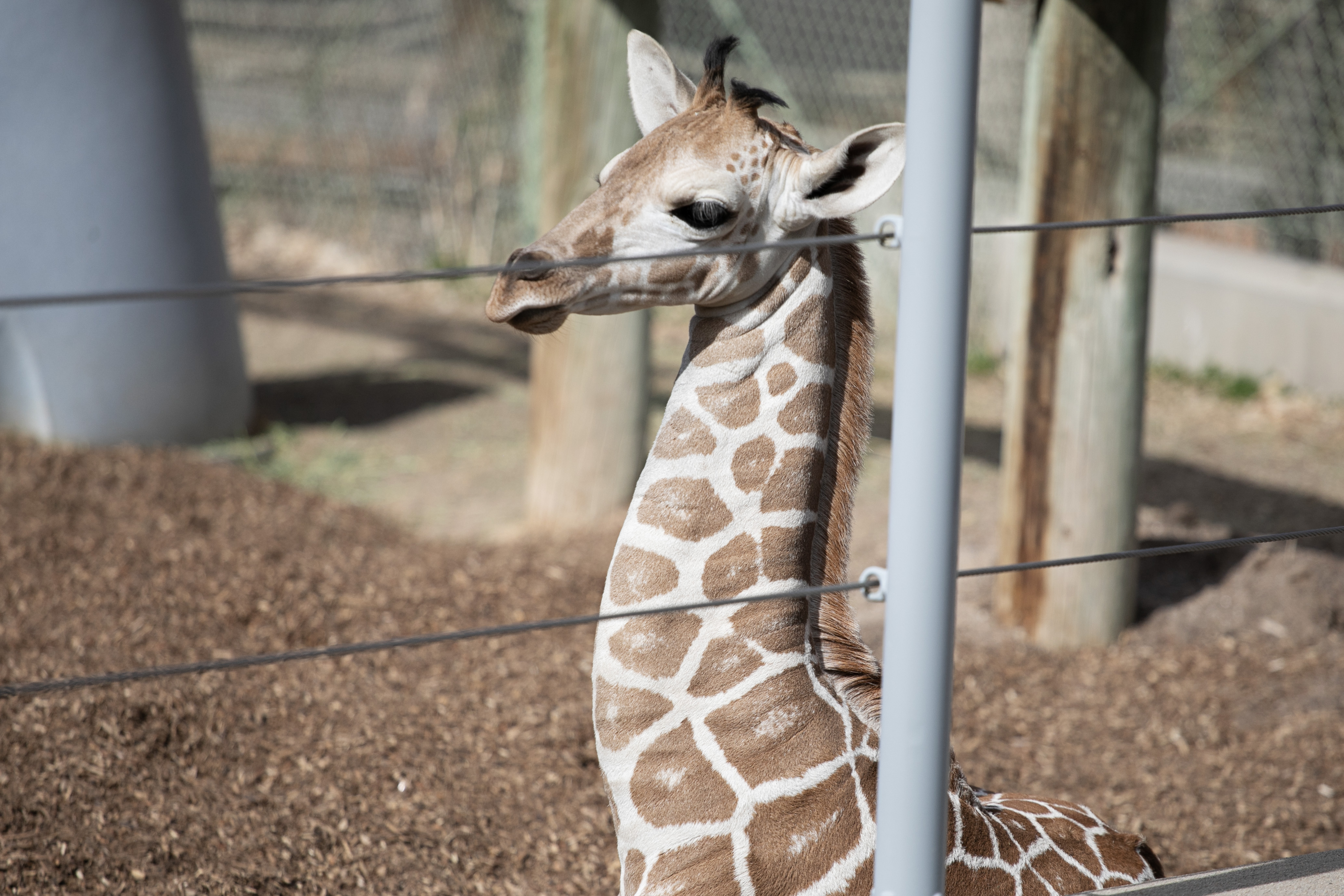 Denver Zoo Conservation Alliance names baby giraffe, chosen by