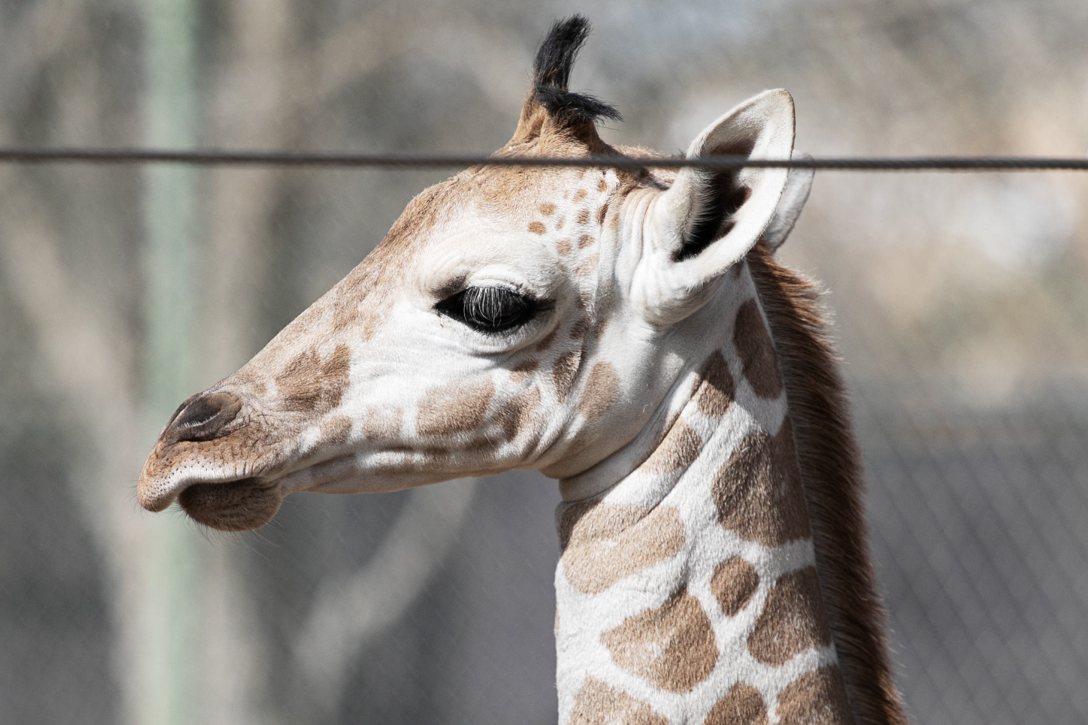 Denver Zoo’s 3-week-old giraffe delights crowds