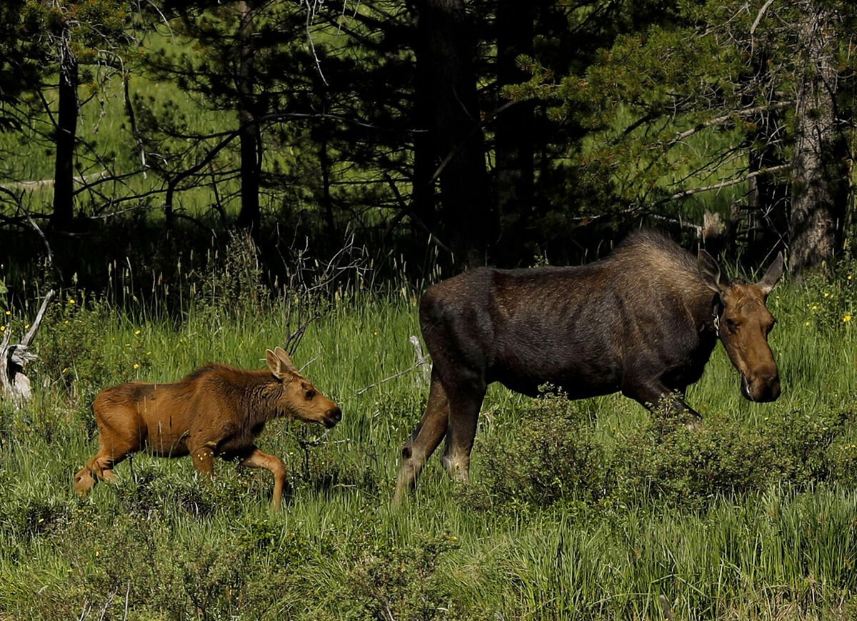 A curious moose calf strolls through a meadow near Lake Irene on the west side of Rocky Mountain National Park on Saturday, July 13, 2019. (Chancey Bush/ The Gazette (Chancey Bush The Gazette)