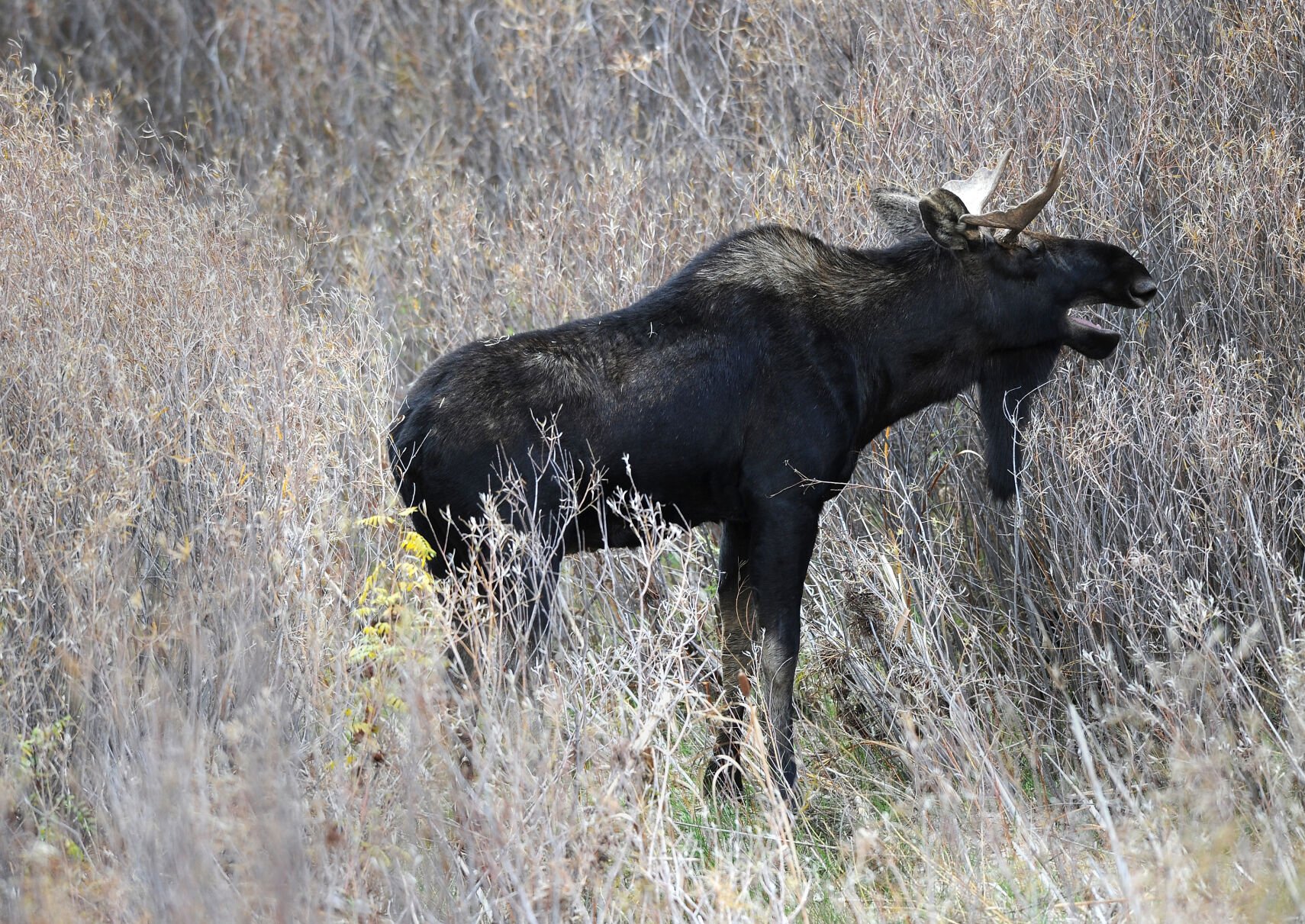 A bull moose walks through a marsh in northeast Colorado Springs looking for a bite to eat Friday, Oct. 4, 2013. (The Gazette, Christian Murdock) (CHRISTIAN MURDOCK)