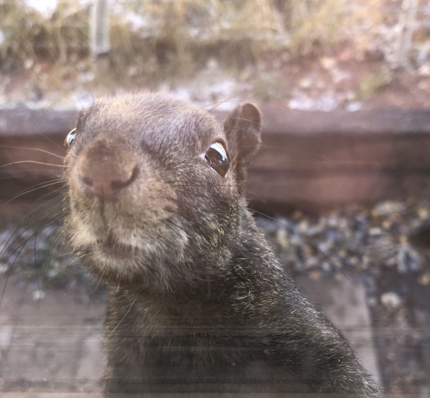 Bird Call: Enemy has been defeated