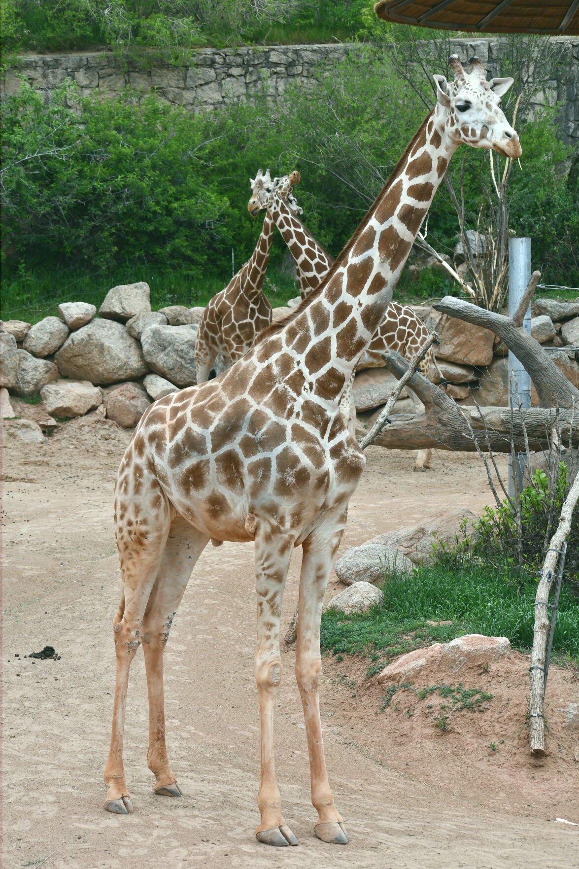 Cheyenne Mountain Zoo bids farewell to ‘legendary’ giraffe