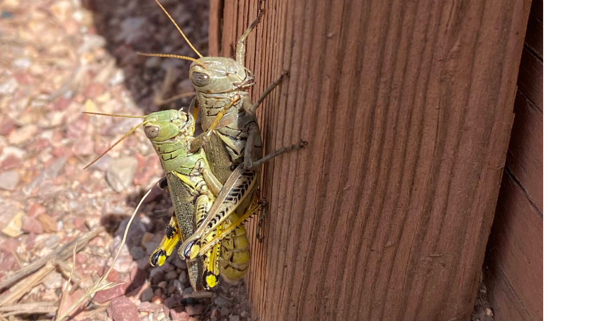 Grasshoppers.png (Allisa Zurbuchen, Horticulture Specialist)