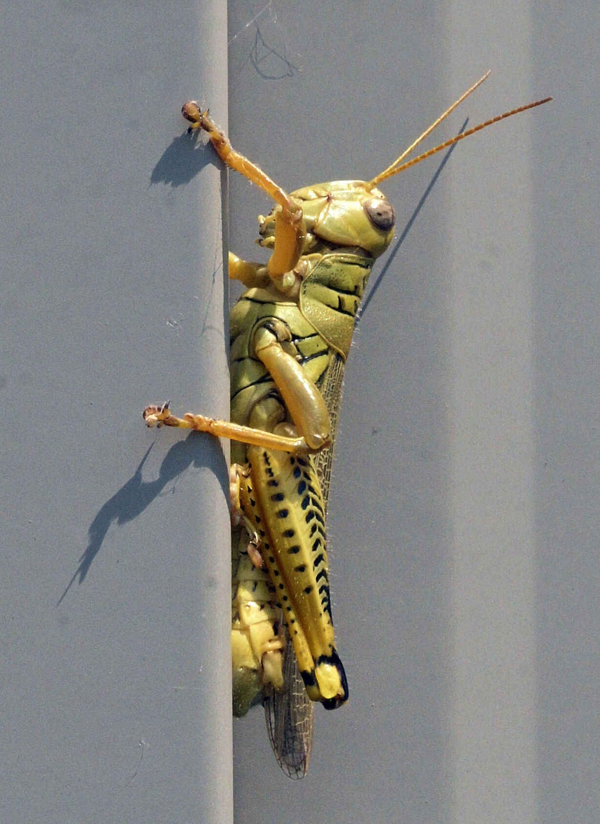 Year-round gardening: Grasshopper management in the garden