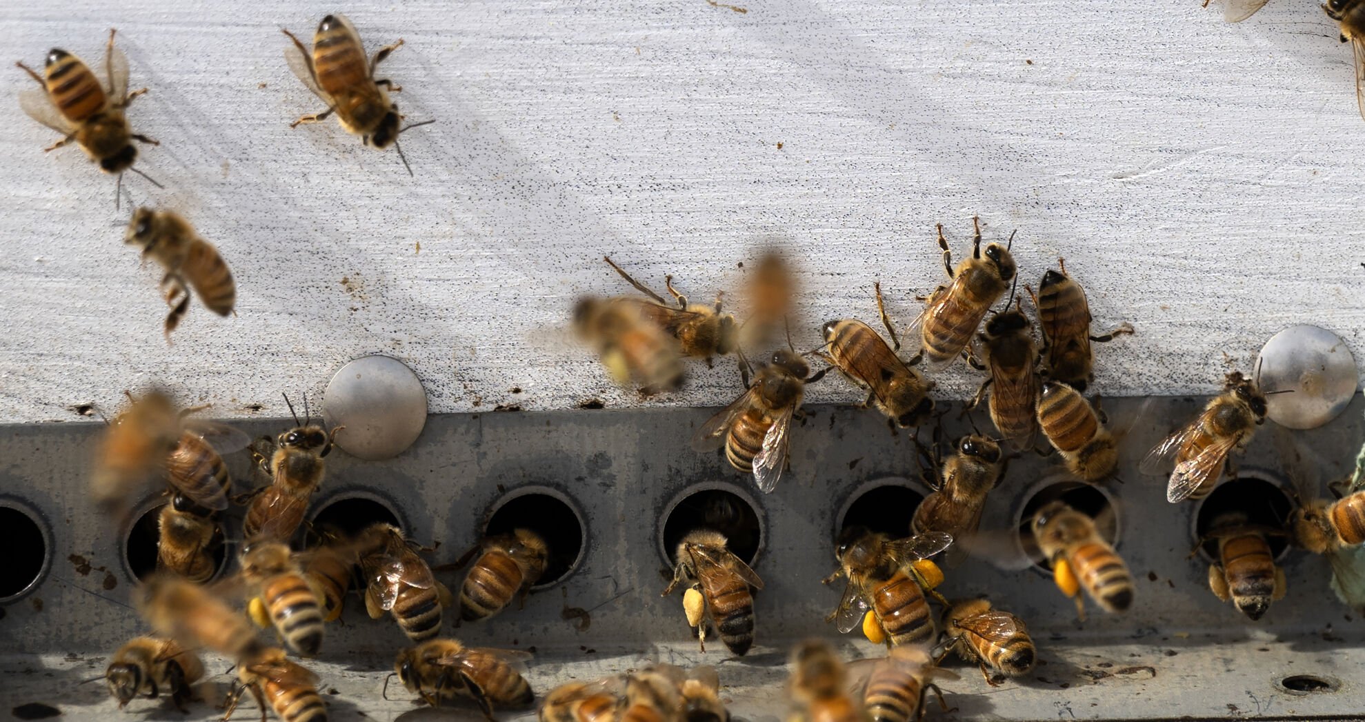 Worker bees return to their hive with pollen, yellow powder on their legs, on Friday, March 28, 2025. (The Gazette, Christian Murdock) (Christian Murdock, The Gazette)