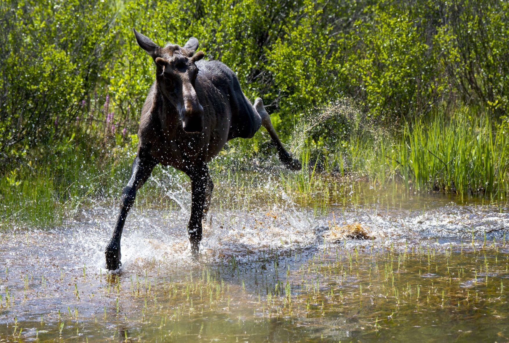 A juvenile moose plays in the water near the top of Red Mountain Pass between Silverton and Ouray, Thursday, July 15, 2021. (Christian Murdock, The Gazette)