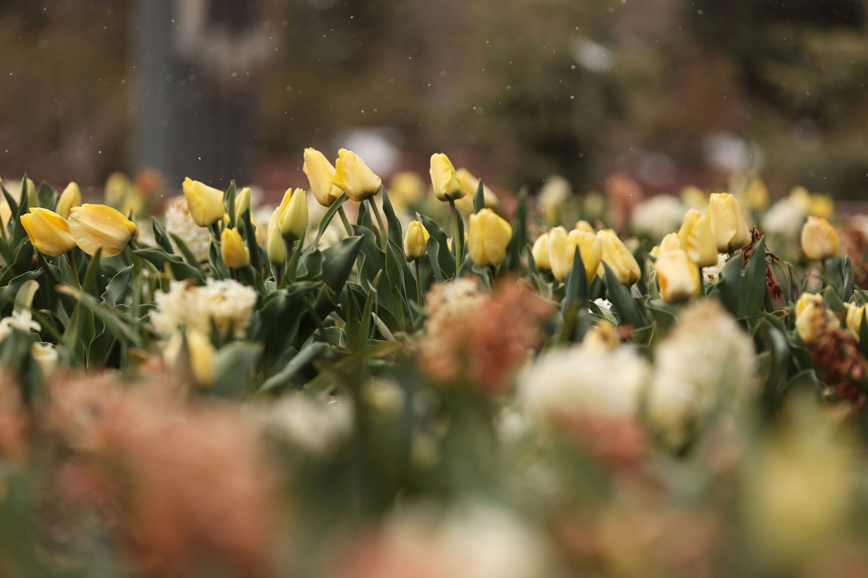 Pikes Pick: Hit Denver Botanic Gardens’ Spring Plant Sale