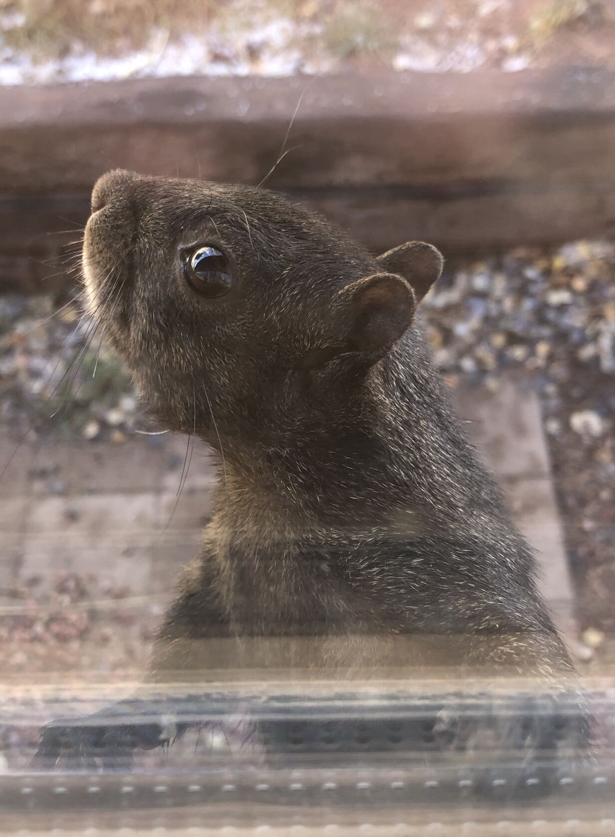 Squirrels might be cute, but they can be real pests. (Nathan Van Dyne, The Gazette)