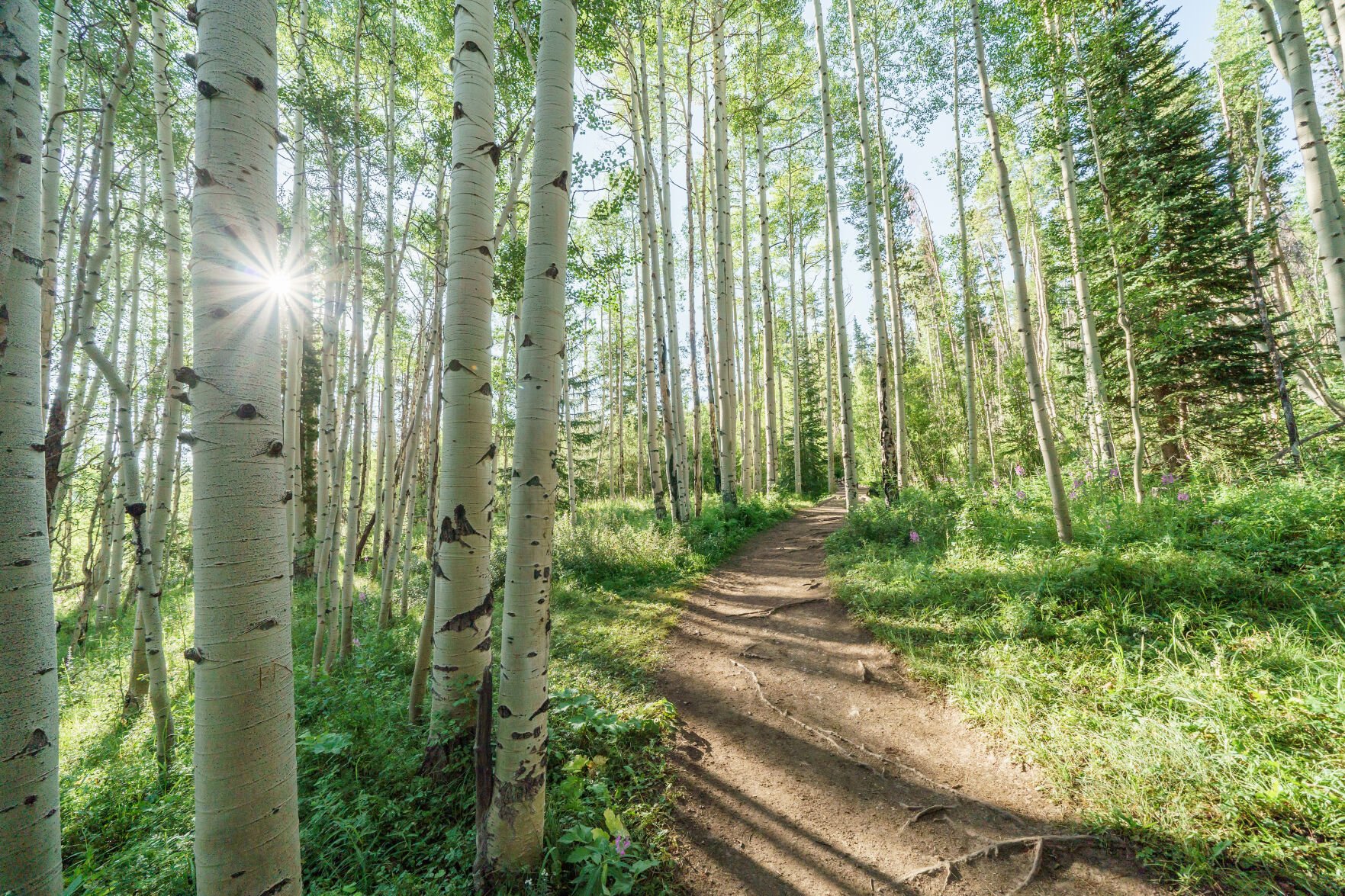 The trail leading to Rainbow Lake outside Frisco. (Photo by Joe Kusumoto, Town of Frisco)
