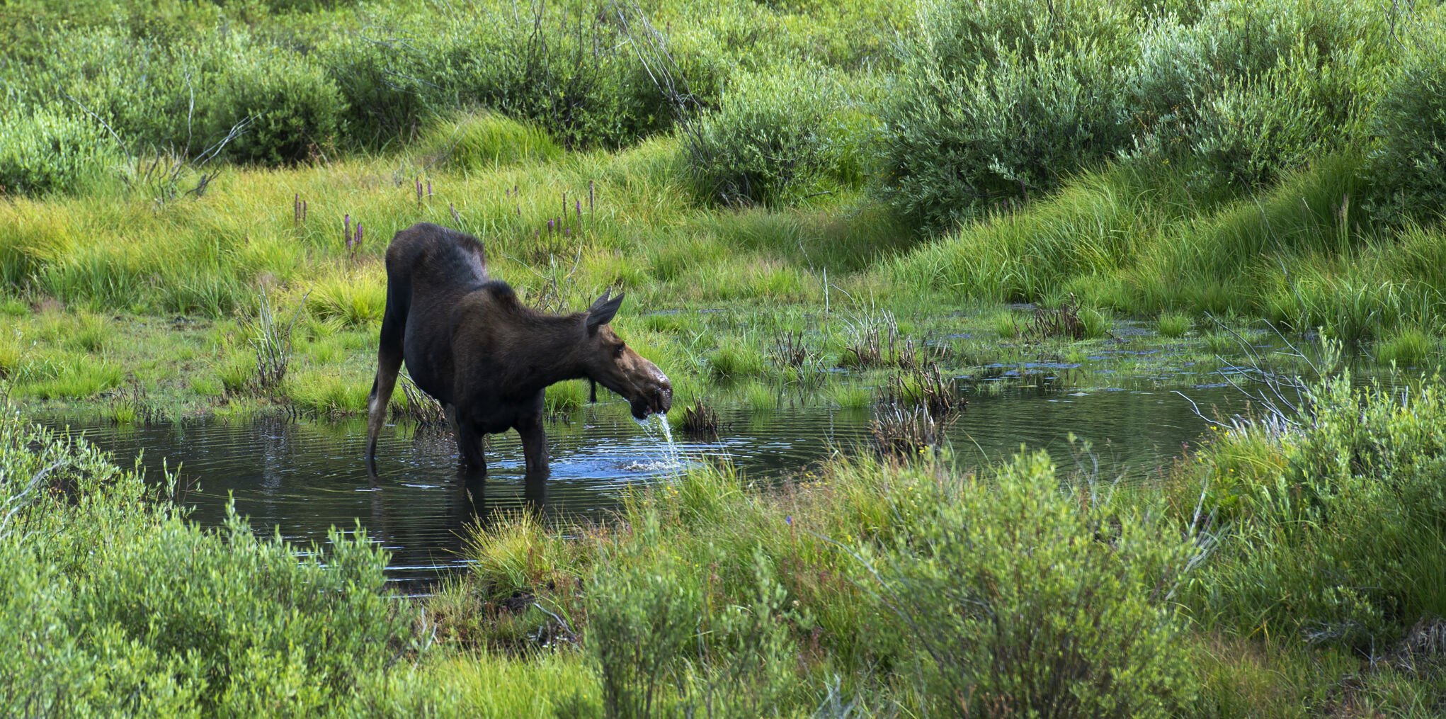 A cow moose drinks from a pond on the east side of Cottonwood Pass near the Taylor Reservoir Monday July 18, 2016. (The Gazette, Christian Murdock) (CHRISTIAN MURDOCK, THE GAZETTE)
