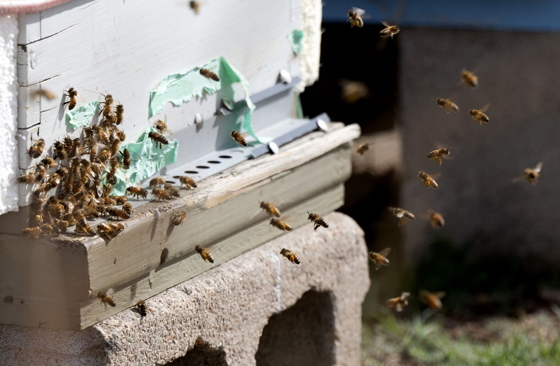 Worker bees return to their hive with pollen, yellow powder on their legs, on Friday, March 28, 2025. (The Gazette, Christian Murdock) (Christian Murdock, The Gazette)