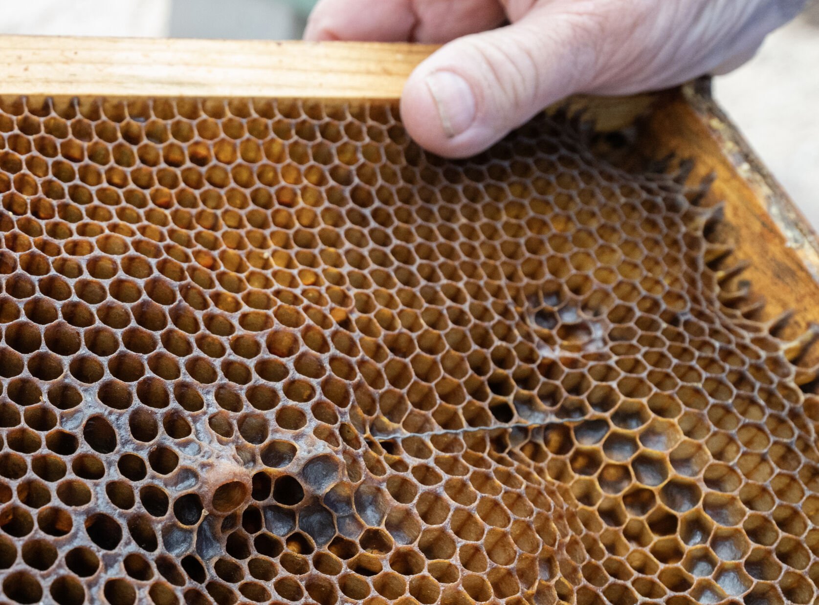 Lazarus Fields points out a queen cell, lower left, that stands out among the other cells in a hive on Friday, March 28, 2025. Fields is the swarm coordinator for the Pikes Peak Beekeepers Association. (The Gazette, Christian Murdock) (Christian Murdock, The Gazette)