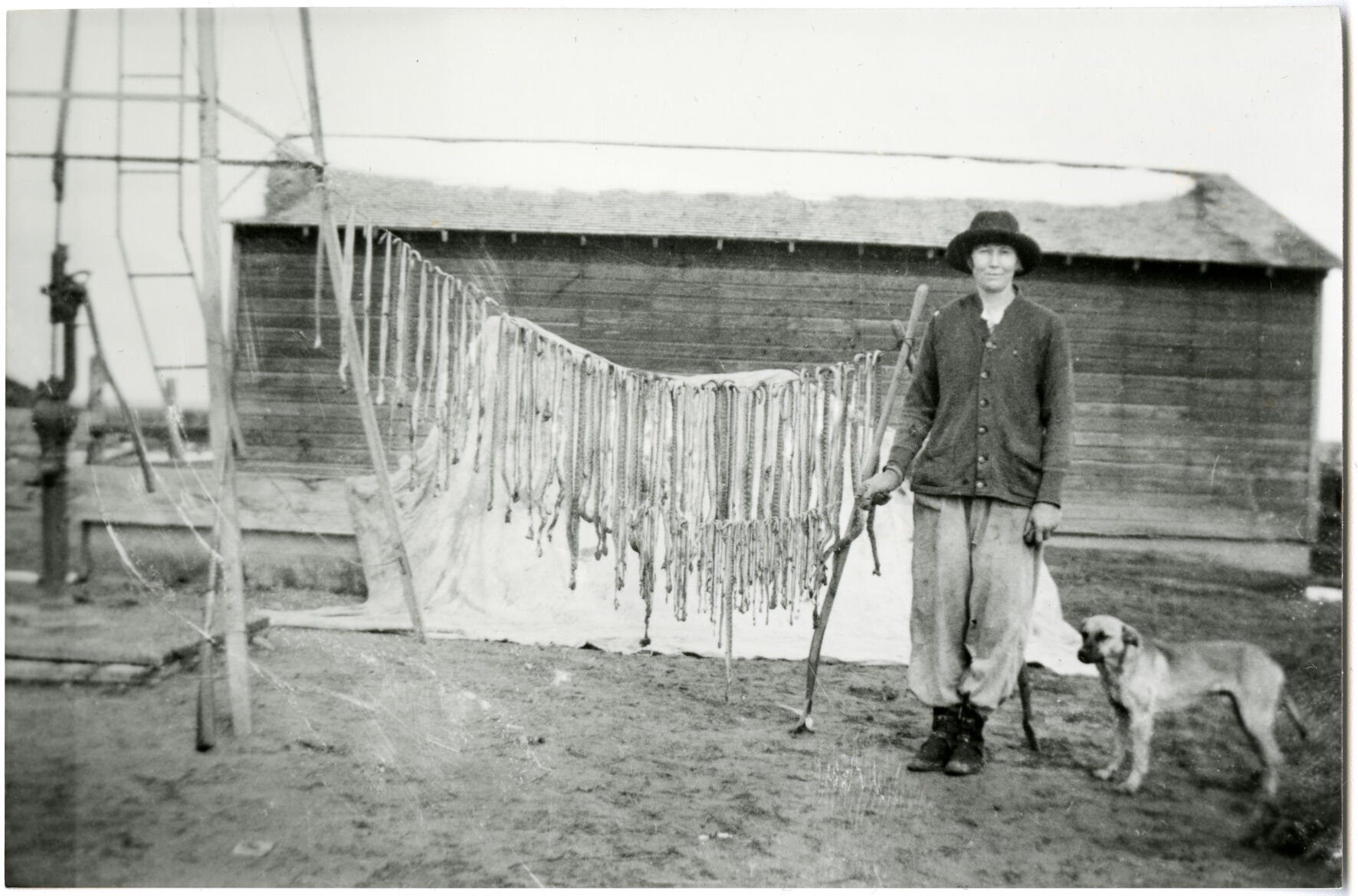 In 1925, Kate McHale Slaughterback became legend with a story that spread nationwide: Around her ranch on Colorado’s northeast plains, she had reportedly killed 140 rattlesnakes, stringing their skins up for photos like these. She made a dress of the skins that hangs in the Greeley History Museum. (Photo courtesy City of Greeley Museums)