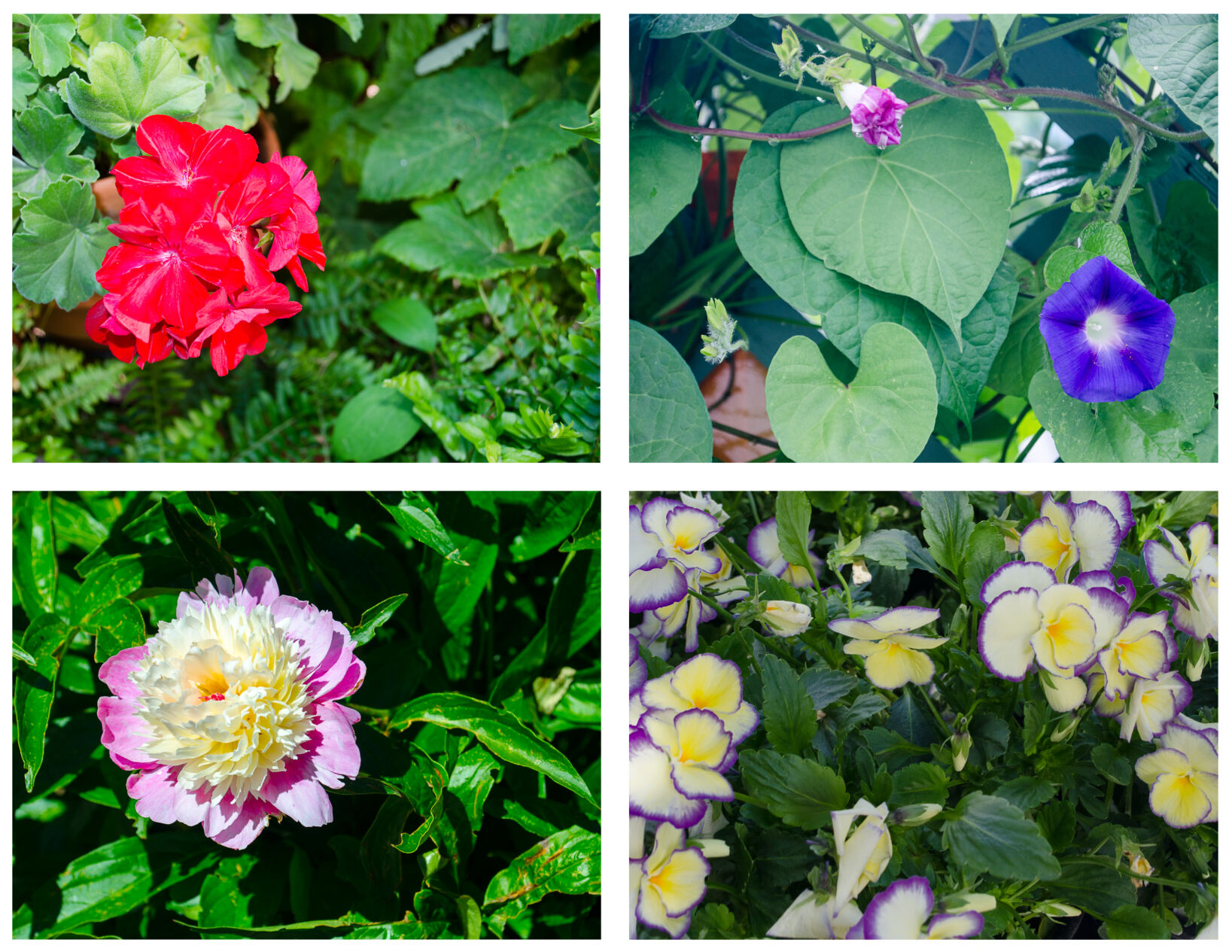 Year-round gardening: Plant nostalgia often influences choices in Colorado gardens