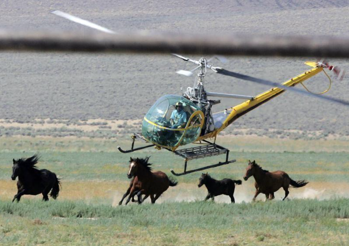 A 2008 photo that shows a livestock helicopter pilot rounding up wild horses in Nevada. (AP Photo/Brad Horn, File)