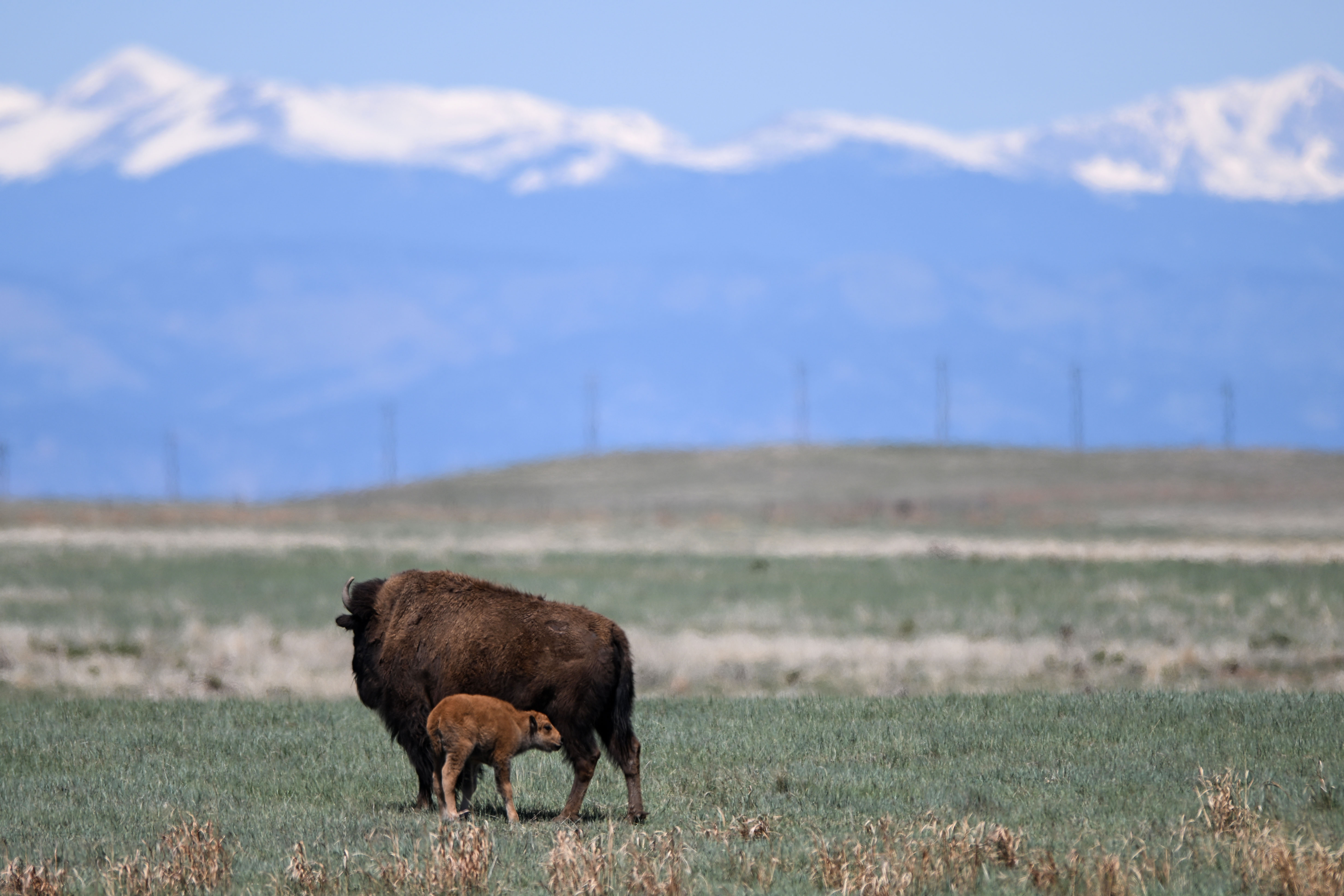 A baby Bison relaxes with its mother at Rocky Mountain Arsenal National Wildlife Refuge in Denver on Friday, May 2, 2025. Birthing season is underway at the refuge, with at least 31 Bison born as of Tuesday according to wildlife officials. (Stephen Swofford, Denver Gazette) (StephenSwoffordPhotographerstephen.swofford@gazette.comhttps://secure.gravatar.com/avatar/1ddcaf11c5d70eaa58546ddc4e038687?d=mm&r=g)