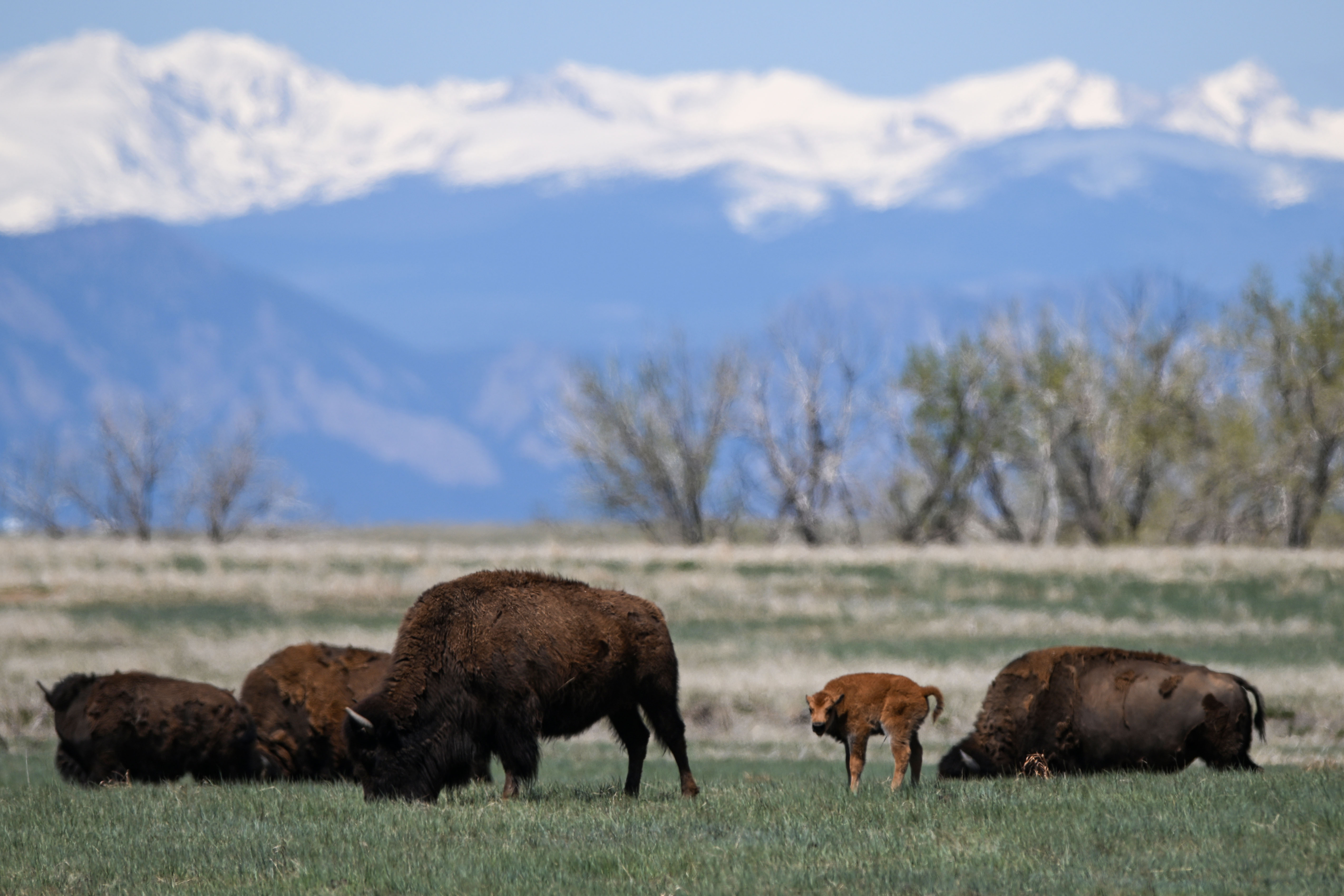 A baby Bison relaxes with its mother at Rocky Mountain Arsenal National Wildlife Refuge in Denver on Friday, May 2, 2025. Birthing season is underway at the refuge, with at least 31 Bison born as of Tuesday according to wildlife officials. (Stephen Swofford, Denver Gazette) (StephenSwoffordPhotographerstephen.swofford@gazette.comhttps://secure.gravatar.com/avatar/1ddcaf11c5d70eaa58546ddc4e038687?d=mm&r=g)