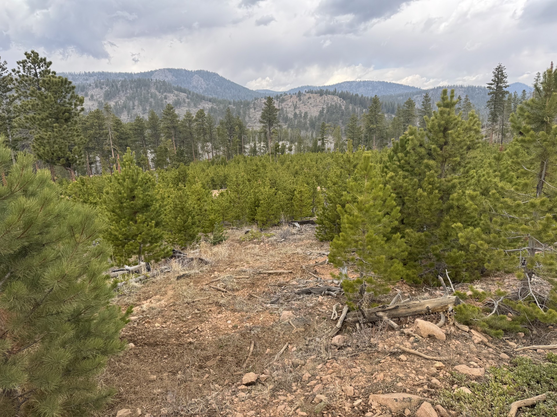 Young lodgepole pines growing out of a section of clear-cut forest west of Fort Collins. (Savannah Eller, The Gazette)