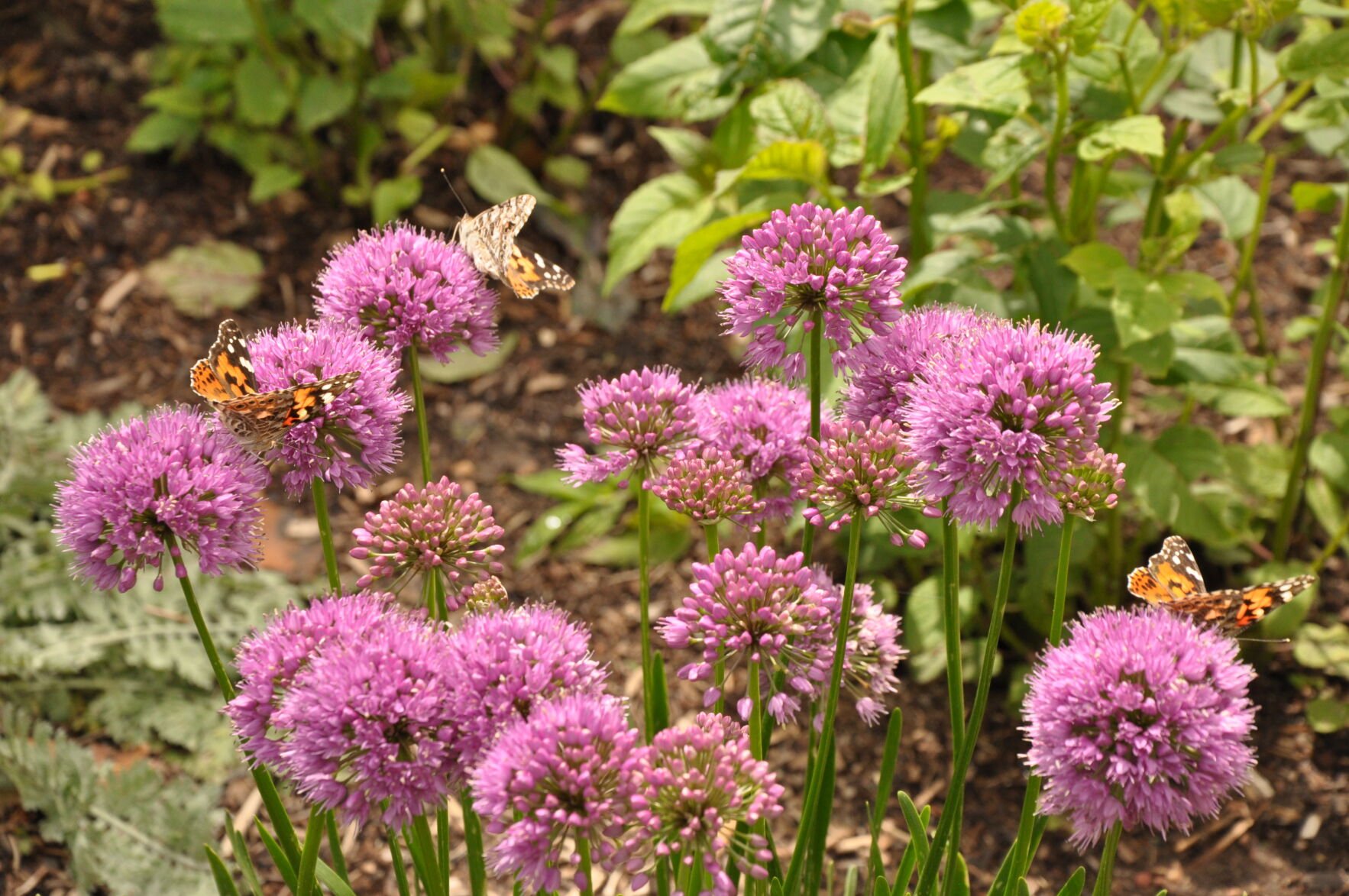 Year-round gardening: This spring, try gardening with intention