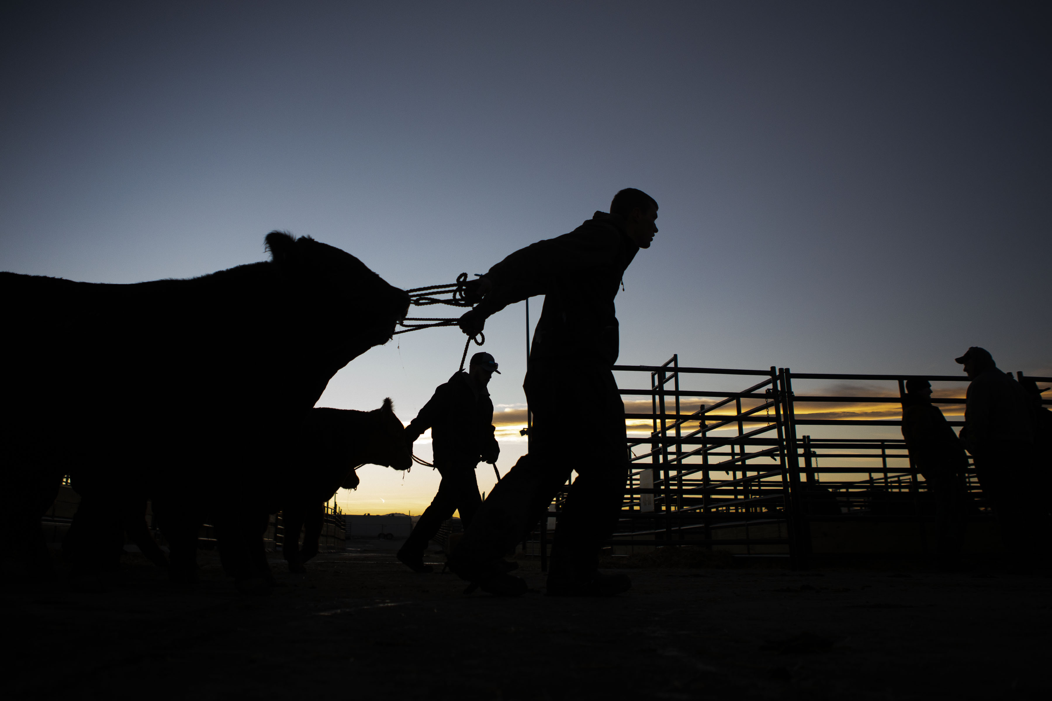 FILE PHOTO: A worker pulls a cattle through the stockyards at the National Western Stock Show on Tuesday, Jan. 11, 2022, in Denver, Colo. Beef is one of the largest-exported commodities from Colorado. (Timothy Hurst/The Gazette) (Timothy Hurst/Denver Gazette)