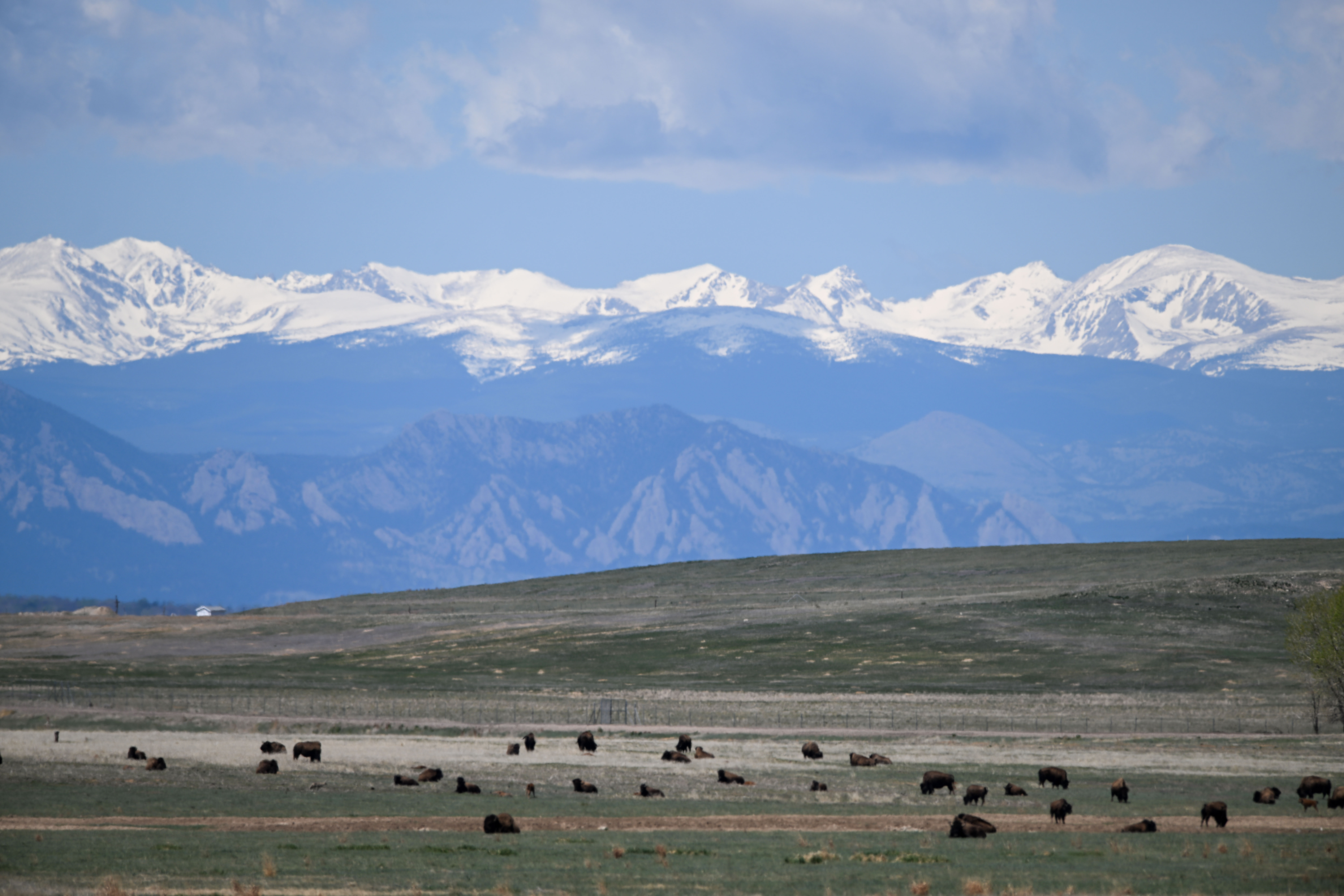 A herd of Bison graze in a field at Rocky Mountain Arsenal National Wildlife Refuge in Denver on Friday, May 2, 2025. Birthing season is underway at the refuge, with at least 31 Bison born as of Tuesday according to wildlife officials. (Stephen Swofford, Denver Gazette) (StephenSwoffordPhotographerstephen.swofford@gazette.comhttps://secure.gravatar.com/avatar/1ddcaf11c5d70eaa58546ddc4e038687?d=mm&r=g)