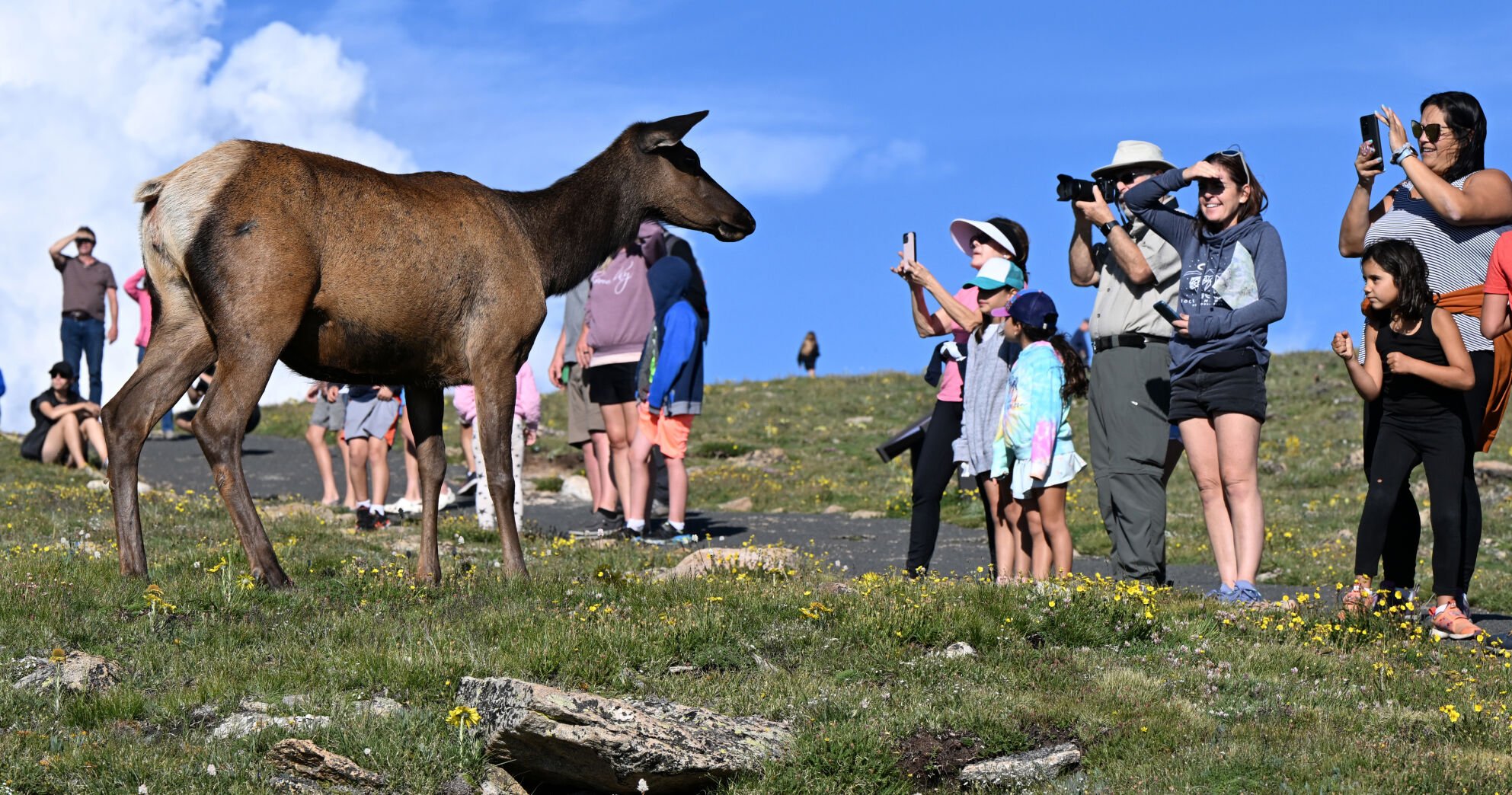 A cow elk approaches a crowd of visitors on the trail at the Tundra Communities Trailhead Tuesday evening, July 26, 2022, on Trail Ridge Road in Rocky Mountain National Park. (The Gazette, Christian Murdock) (Christian Murdock/The Gazette)