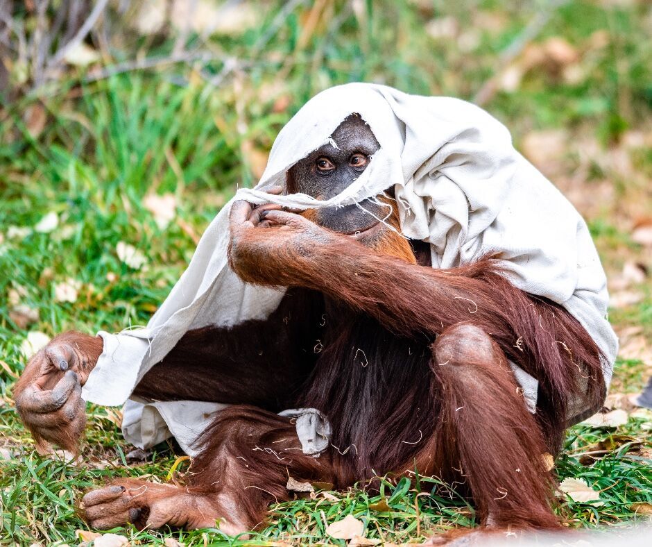 Door malfunction allows orangutans to escape into secured hallway at the Denver Zoo Wednesday