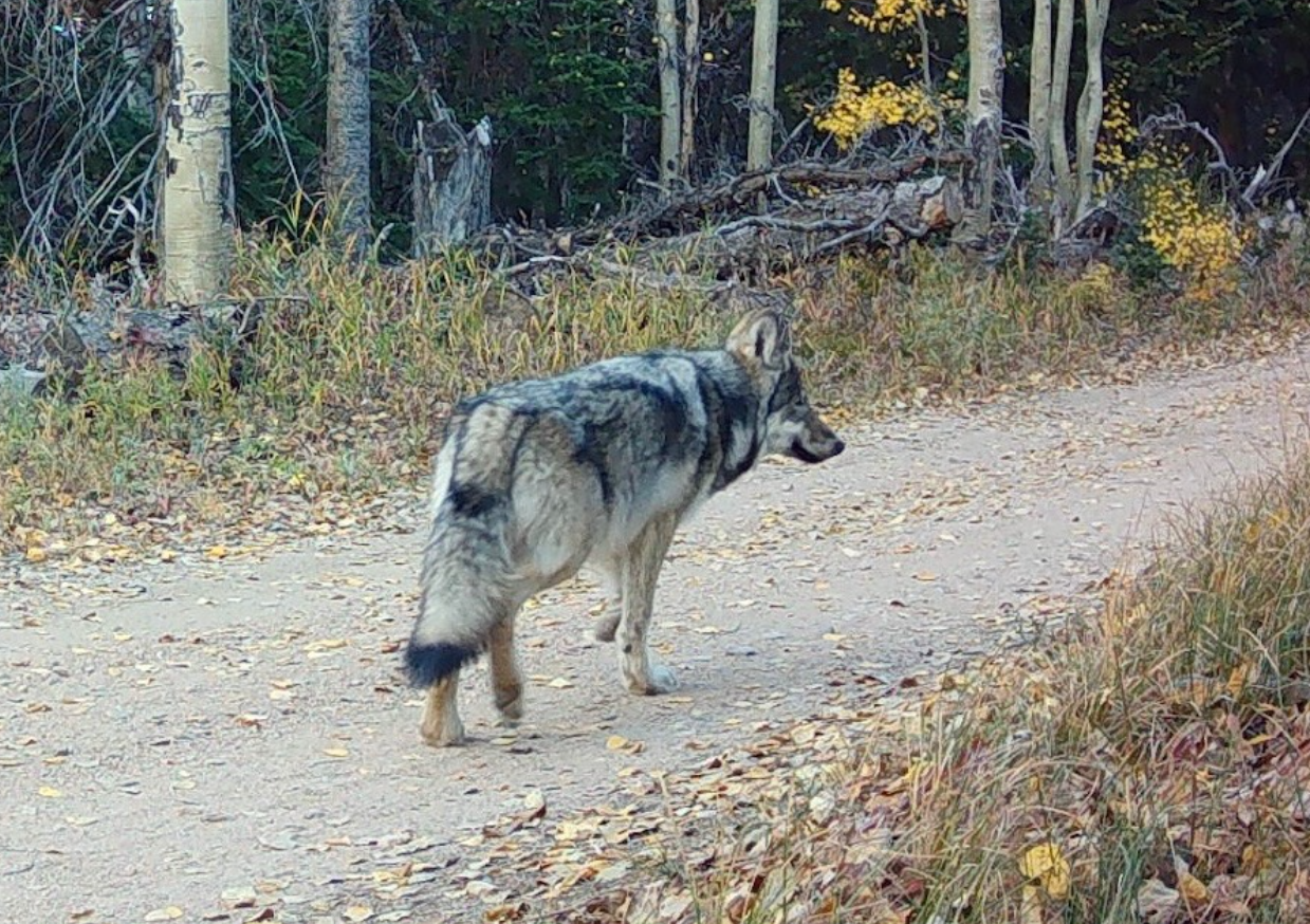 Colorado wildlife officials kill wolf linked to multiple livestock attacks