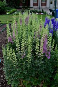 CSU releases ‘Top Performing’ perennials for upcoming garden season